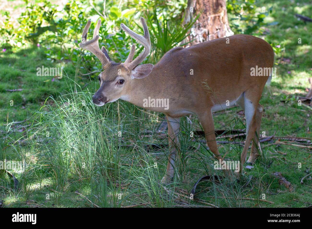 Gefährdete Schlüsselhirsche im National Key Deer Refuge auf Big Pine Key in den Florida Keys. Odocoileus virginianus clavium Stockfoto