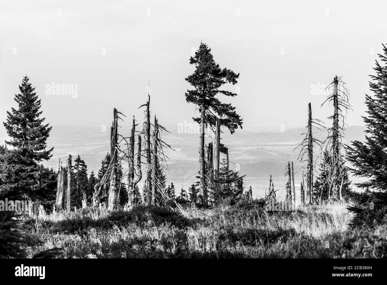 Lebende und trockene Fichten in Torf mit trockenem Gras in unberührter wilder Natur Schwarz-Weiß-Bild. Stockfoto