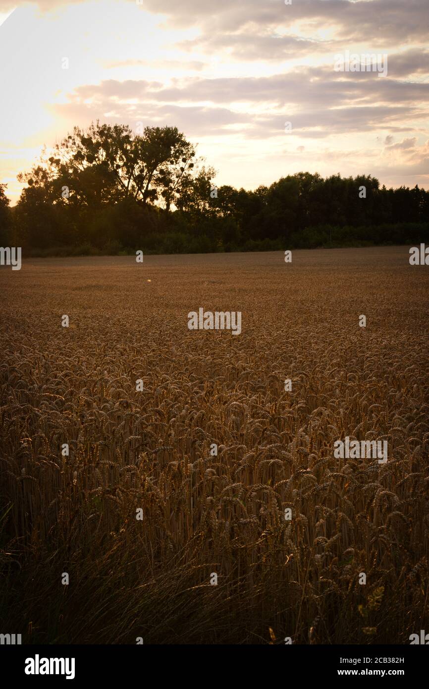 Bei schönem Sonnenuntergang leuchtet die Spitze eines Feldes. Alles sieht golden aus. Stockfoto