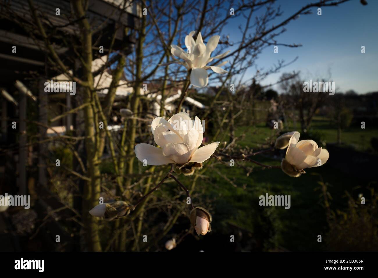 Diese schönen weißen Blüten blühen im Frühling am Morgen. Stockfoto