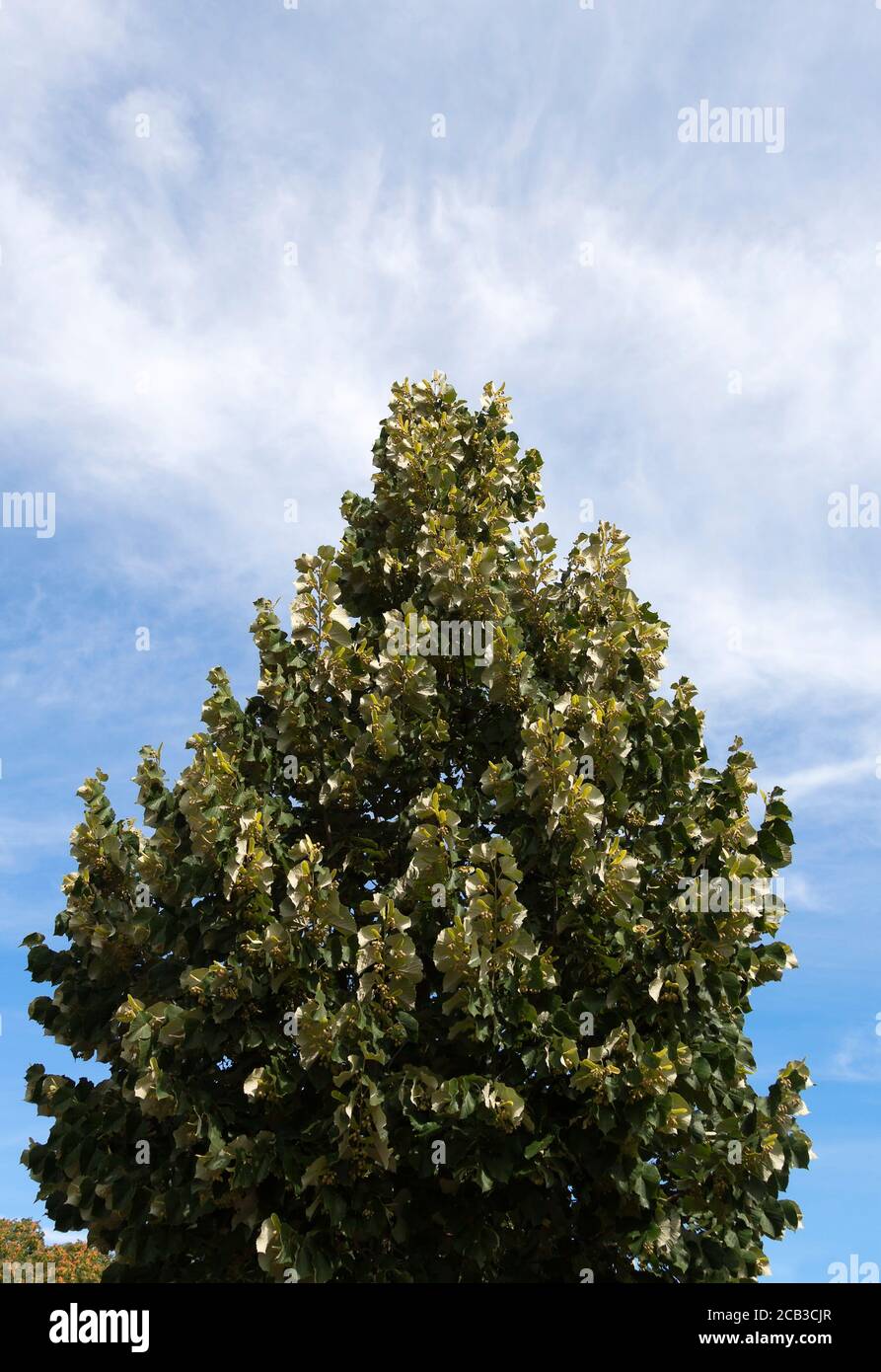 Sommerlinden (Tilia platyphyllos) Stockfoto