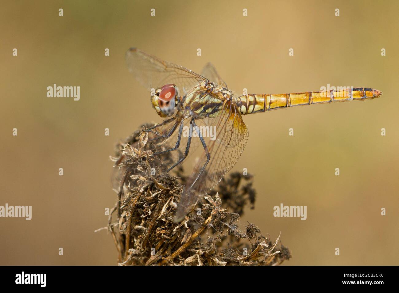 Nahaufnahme eines rotgeäderten Wasserflügels auf trockenen Pflanzen unter dem Sonnenlicht mit verschwommenem Hintergrund Stockfoto