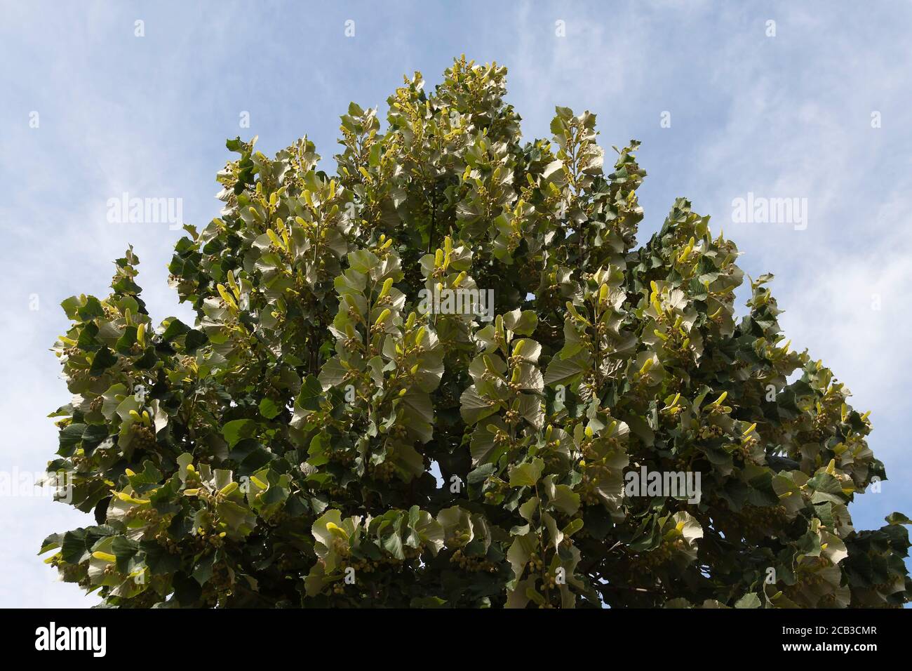 Sommerlinden (Tilia platyphyllos) Stockfoto