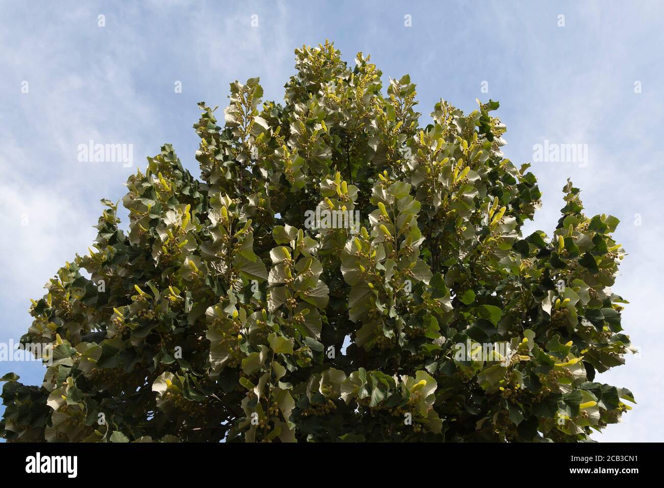 Sommerlinden (Tilia platyphyllos) Stockfoto