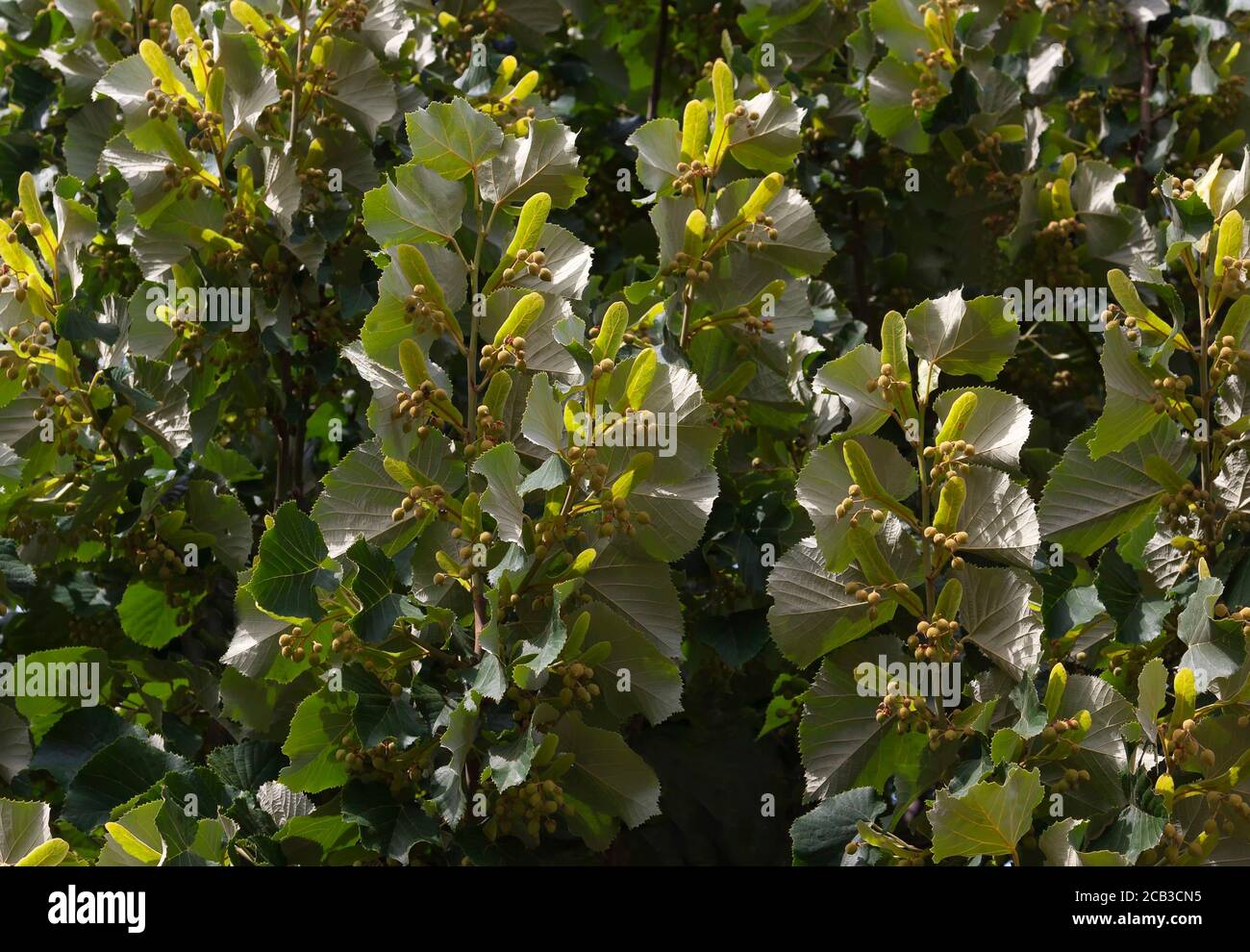 Sommerlinden (Tilia platyphyllos) Stockfoto
