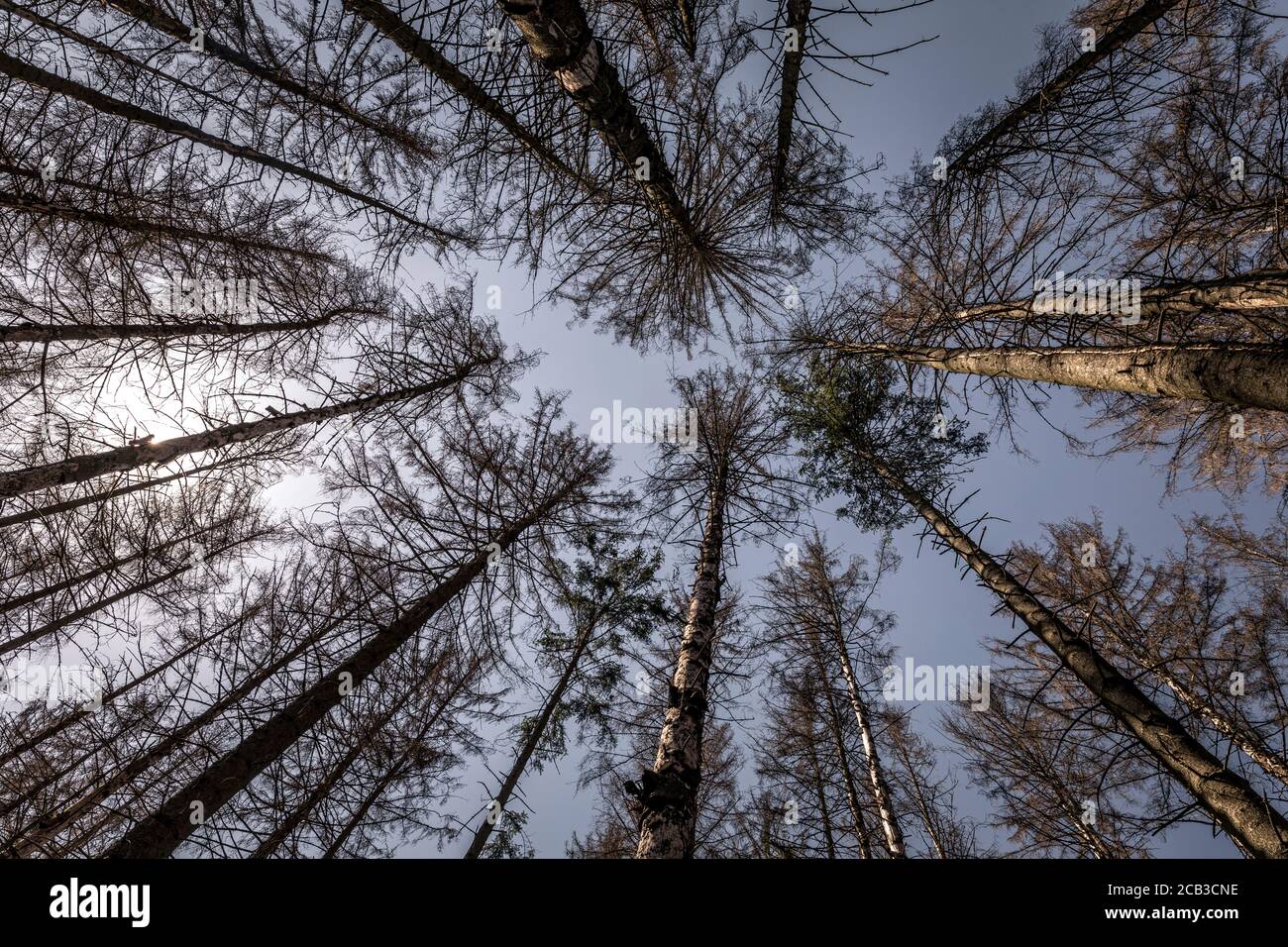 Waldstück im Sauerland. Ganze Fichtenwälder bei Lüdenscheid im Sauerland wurden durch den Rindenkäfer beschädigt und starben. Die befallenen Bäume müssen schnell abgeholzt werden, damit sich der Käfer nicht weiter ausbreiten kann, um andere geschwächte Bäume zu befallen. Die große Dürre in den Wäldern verursacht auch den Tod der Bäume. © Frank Schultze / Zeitenspiegel Stockfoto