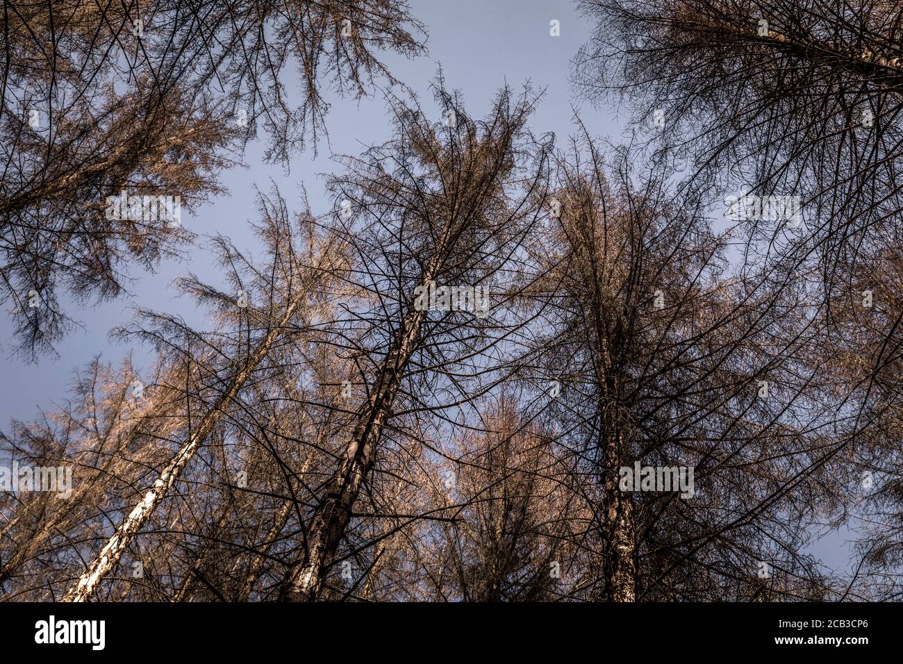 Waldstück im Sauerland. Ganze Fichtenwälder bei Lüdenscheid im Sauerland wurden durch den Rindenkäfer beschädigt und starben. Die befallenen Bäume müssen schnell abgeholzt werden, damit sich der Käfer nicht weiter ausbreiten kann, um andere geschwächte Bäume zu befallen. Die große Dürre in den Wäldern verursacht auch den Tod der Bäume. © Frank Schultze / Zeitenspiegel Stockfoto