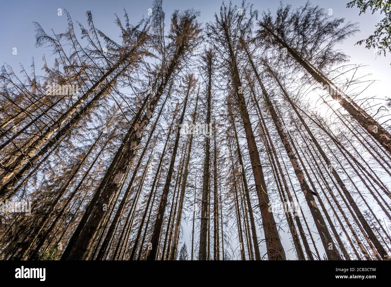 Waldstück im Sauerland. Ganze Fichtenwälder bei Lüdenscheid im Sauerland wurden durch den Rindenkäfer beschädigt und starben. Die befallenen Bäume müssen schnell abgeholzt werden, damit sich der Käfer nicht weiter ausbreiten kann, um andere geschwächte Bäume zu befallen. Die große Dürre in den Wäldern verursacht auch den Tod der Bäume. © Frank Schultze / Zeitenspiegel Stockfoto