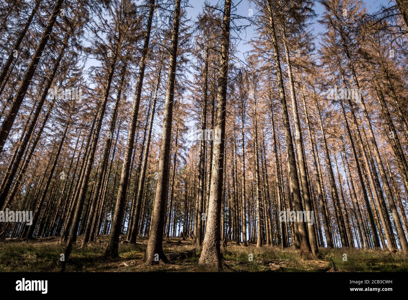 Waldstück im Sauerland. Ganze Fichtenwälder bei Lüdenscheid im Sauerland wurden durch den Rindenkäfer beschädigt und starben. Die befallenen Bäume müssen schnell abgeholzt werden, damit sich der Käfer nicht weiter ausbreiten kann, um andere geschwächte Bäume zu befallen. Die große Dürre in den Wäldern verursacht auch den Tod der Bäume. © Frank Schultze / Zeitenspiegel Stockfoto