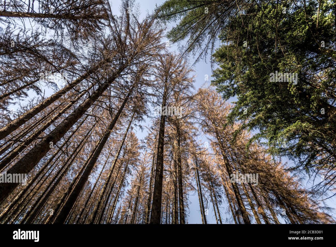Waldstück im Sauerland. Ganze Fichtenwälder bei Lüdenscheid im Sauerland wurden durch den Rindenkäfer beschädigt und starben. Die befallenen Bäume müssen schnell abgeholzt werden, damit sich der Käfer nicht weiter ausbreiten kann, um andere geschwächte Bäume zu befallen. Die große Dürre in den Wäldern verursacht auch den Tod der Bäume. © Frank Schultze / Zeitenspiegel Stockfoto