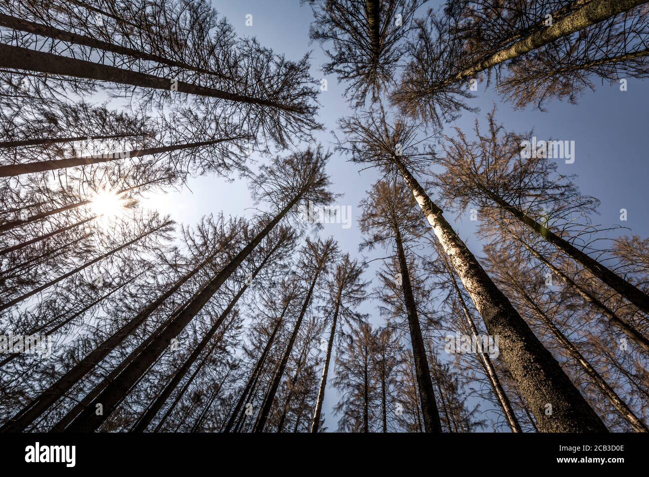 Waldstück im Sauerland. Ganze Fichtenwälder bei Lüdenscheid im Sauerland wurden durch den Rindenkäfer beschädigt und starben. Die befallenen Bäume müssen schnell abgeholzt werden, damit sich der Käfer nicht weiter ausbreiten kann, um andere geschwächte Bäume zu befallen. Die große Dürre in den Wäldern verursacht auch den Tod der Bäume. © Frank Schultze / Zeitenspiegel Stockfoto