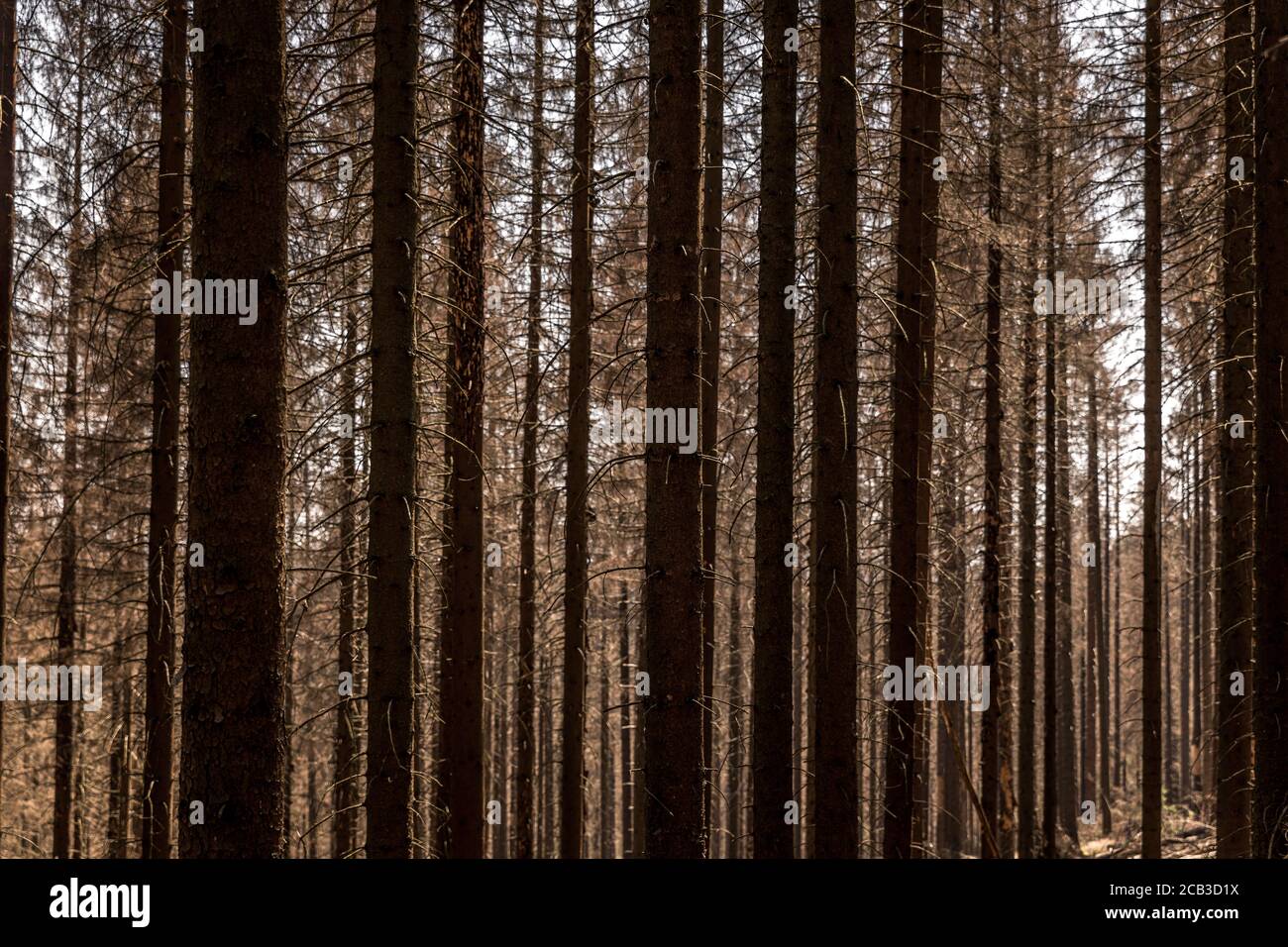 Waldstück im Sauerland. Ganze Fichtenwälder bei Lüdenscheid im Sauerland wurden durch den Rindenkäfer beschädigt und starben. Die befallenen Bäume müssen schnell abgeholzt werden, damit sich der Käfer nicht weiter ausbreiten kann, um andere geschwächte Bäume zu befallen. Die große Dürre in den Wäldern verursacht auch den Tod der Bäume. © Frank Schultze / Zeitenspiegel Stockfoto