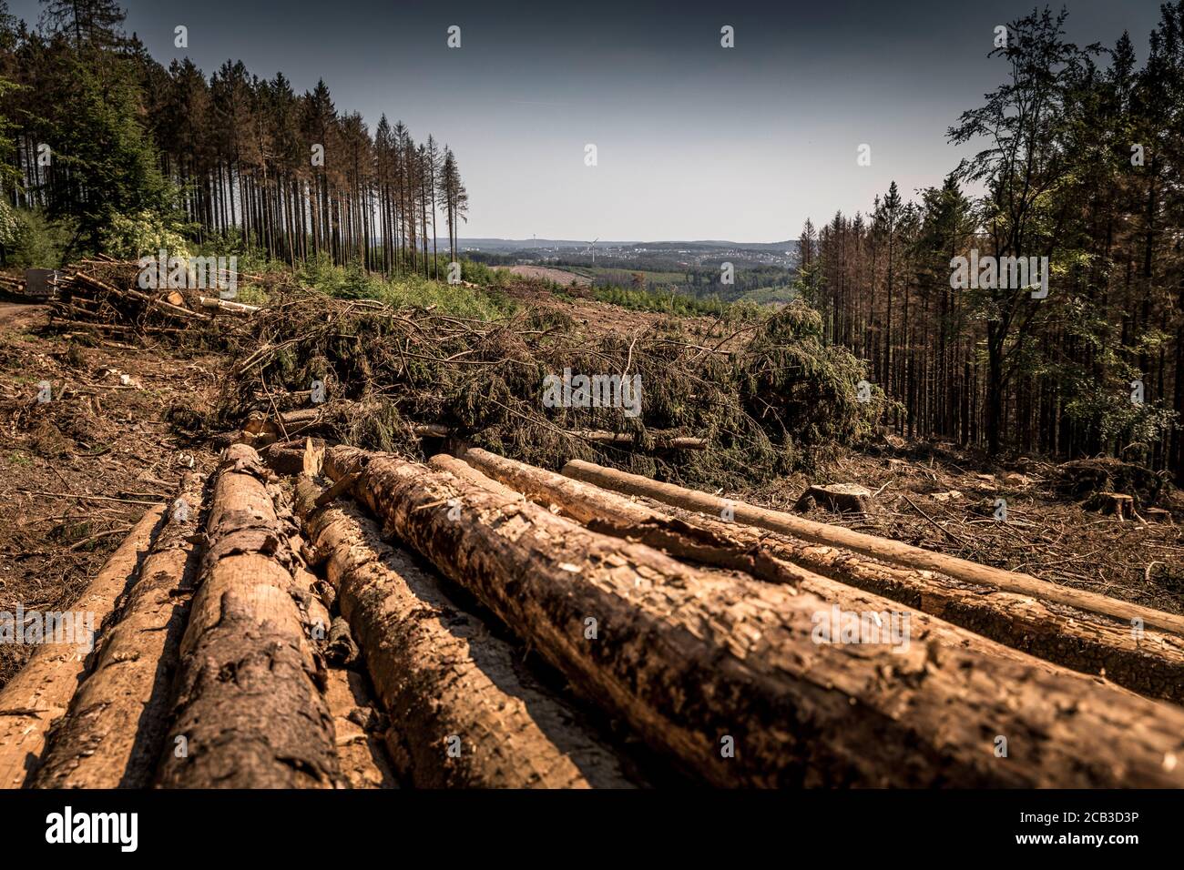 Waldstück im Sauerland. Ganze Fichtenwälder bei Lüdenscheid im Sauerland wurden durch den Rindenkäfer beschädigt und starben. Die befallenen Bäume müssen schnell abgeholzt werden, damit sich der Käfer nicht weiter ausbreiten kann, um andere geschwächte Bäume zu befallen. Die große Dürre in den Wäldern verursacht auch den Tod der Bäume. © Frank Schultze / Zeitenspiegel Stockfoto