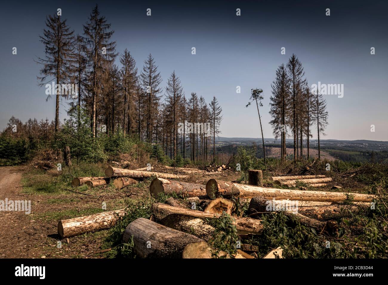 Waldstück im Sauerland. Ganze Fichtenwälder bei Lüdenscheid im Sauerland wurden durch den Rindenkäfer beschädigt und starben. Die befallenen Bäume müssen schnell abgeholzt werden, damit sich der Käfer nicht weiter ausbreiten kann, um andere geschwächte Bäume zu befallen. Die große Dürre in den Wäldern verursacht auch den Tod der Bäume. © Frank Schultze / Zeitenspiegel Stockfoto
