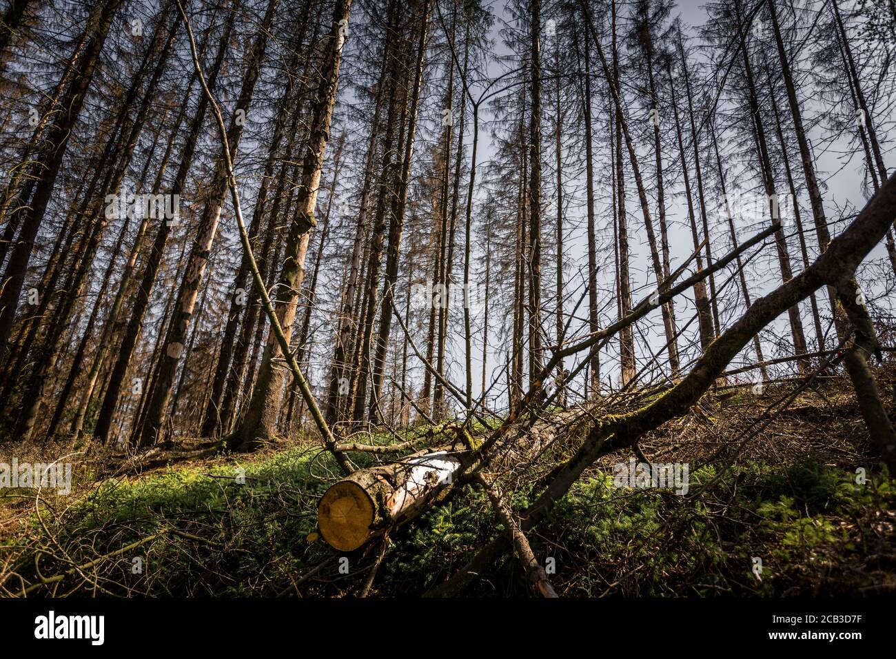 Waldstück im Sauerland. Ganze Fichtenwälder bei Lüdenscheid im Sauerland wurden durch den Rindenkäfer beschädigt und starben. Die befallenen Bäume müssen schnell abgeholzt werden, damit sich der Käfer nicht weiter ausbreiten kann, um andere geschwächte Bäume zu befallen. Die große Dürre in den Wäldern verursacht auch den Tod der Bäume. © Frank Schultze / Zeitenspiegel Stockfoto