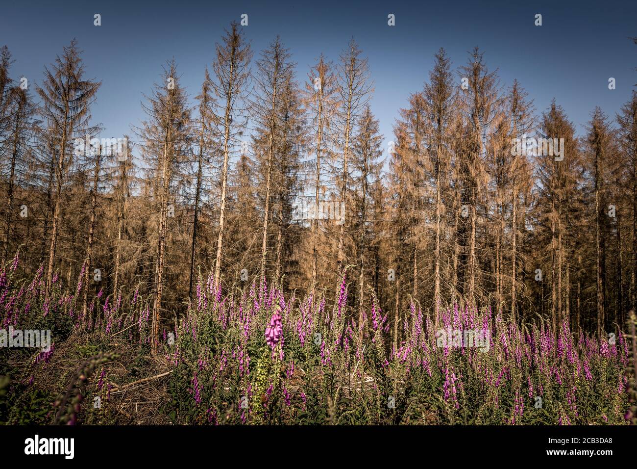 Waldstück im Sauerland. Ganze Fichtenwälder bei Lüdenscheid im Sauerland wurden durch den Rindenkäfer beschädigt und starben. Die befallenen Bäume müssen schnell abgeholzt werden, damit sich der Käfer nicht weiter ausbreiten kann, um andere geschwächte Bäume zu befallen. Die große Dürre in den Wäldern verursacht auch den Tod der Bäume. © Frank Schultze / Zeitenspiegel Stockfoto