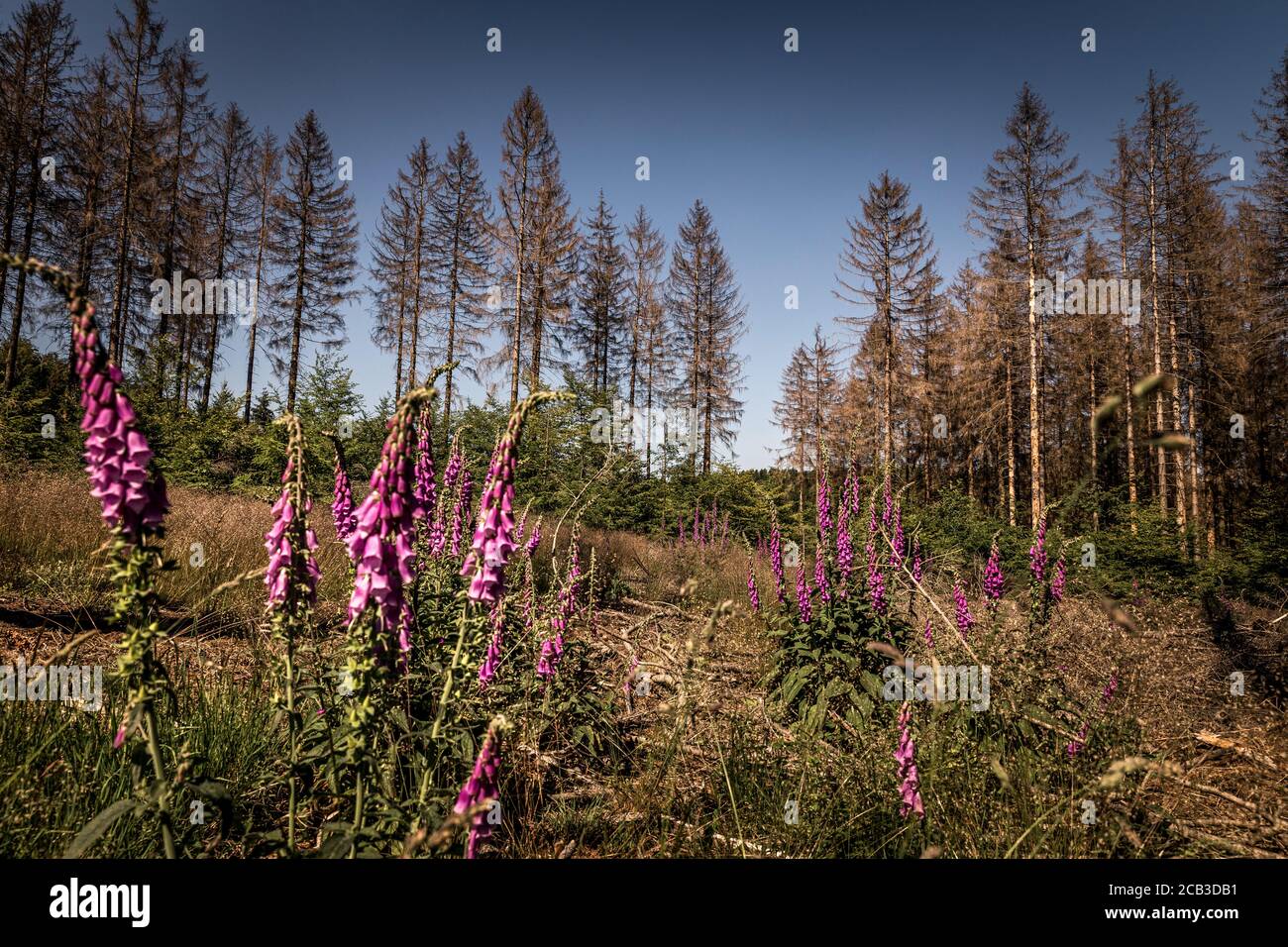 Waldstück im Sauerland. Ganze Fichtenwälder bei Lüdenscheid im Sauerland wurden durch den Rindenkäfer beschädigt und starben. Die befallenen Bäume müssen schnell abgeholzt werden, damit sich der Käfer nicht weiter ausbreiten kann, um andere geschwächte Bäume zu befallen. Die große Dürre in den Wäldern verursacht auch den Tod der Bäume. © Frank Schultze / Zeitenspiegel Stockfoto