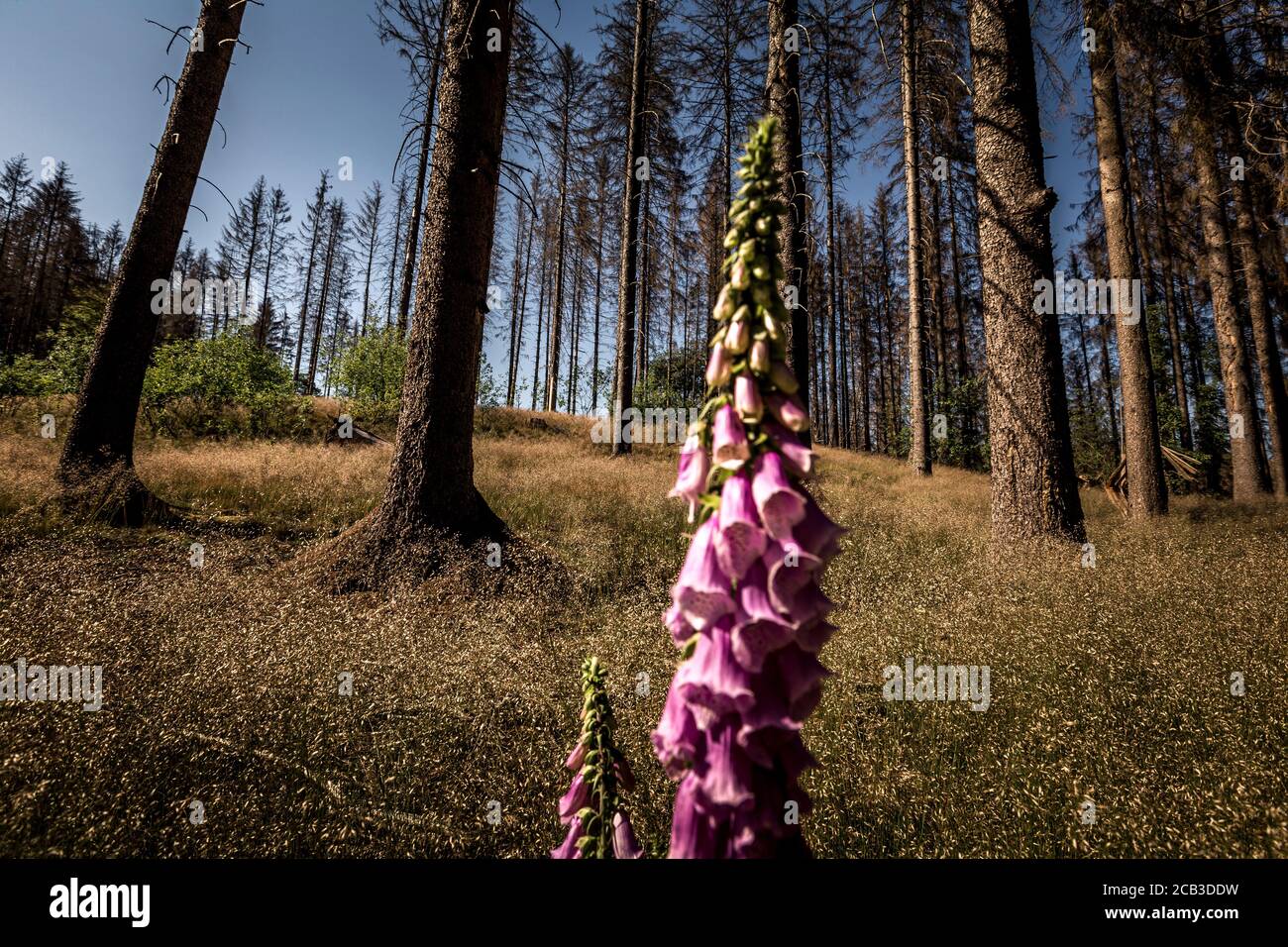 Waldstück im Sauerland. Ganze Fichtenwälder bei Lüdenscheid im Sauerland wurden durch den Rindenkäfer beschädigt und starben. Die befallenen Bäume müssen schnell abgeholzt werden, damit sich der Käfer nicht weiter ausbreiten kann, um andere geschwächte Bäume zu befallen. Die große Dürre in den Wäldern verursacht auch den Tod der Bäume. © Frank Schultze / Zeitenspiegel Stockfoto