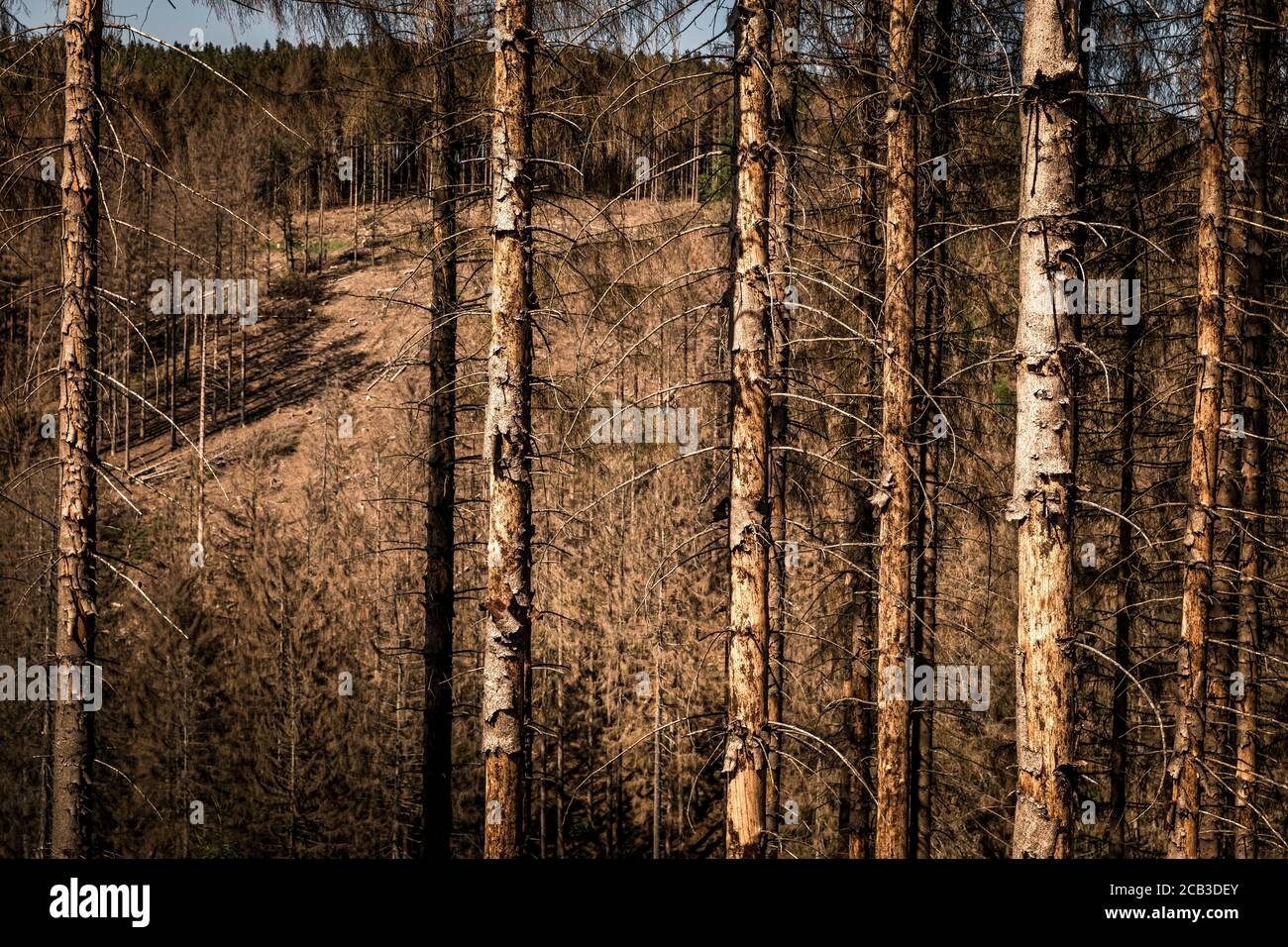 Waldstück im Sauerland. Ganze Fichtenwälder bei Lüdenscheid im Sauerland wurden durch den Rindenkäfer beschädigt und starben. Die befallenen Bäume müssen schnell abgeholzt werden, damit sich der Käfer nicht weiter ausbreiten kann, um andere geschwächte Bäume zu befallen. Die große Dürre in den Wäldern verursacht auch den Tod der Bäume. © Frank Schultze / Zeitenspiegel Stockfoto