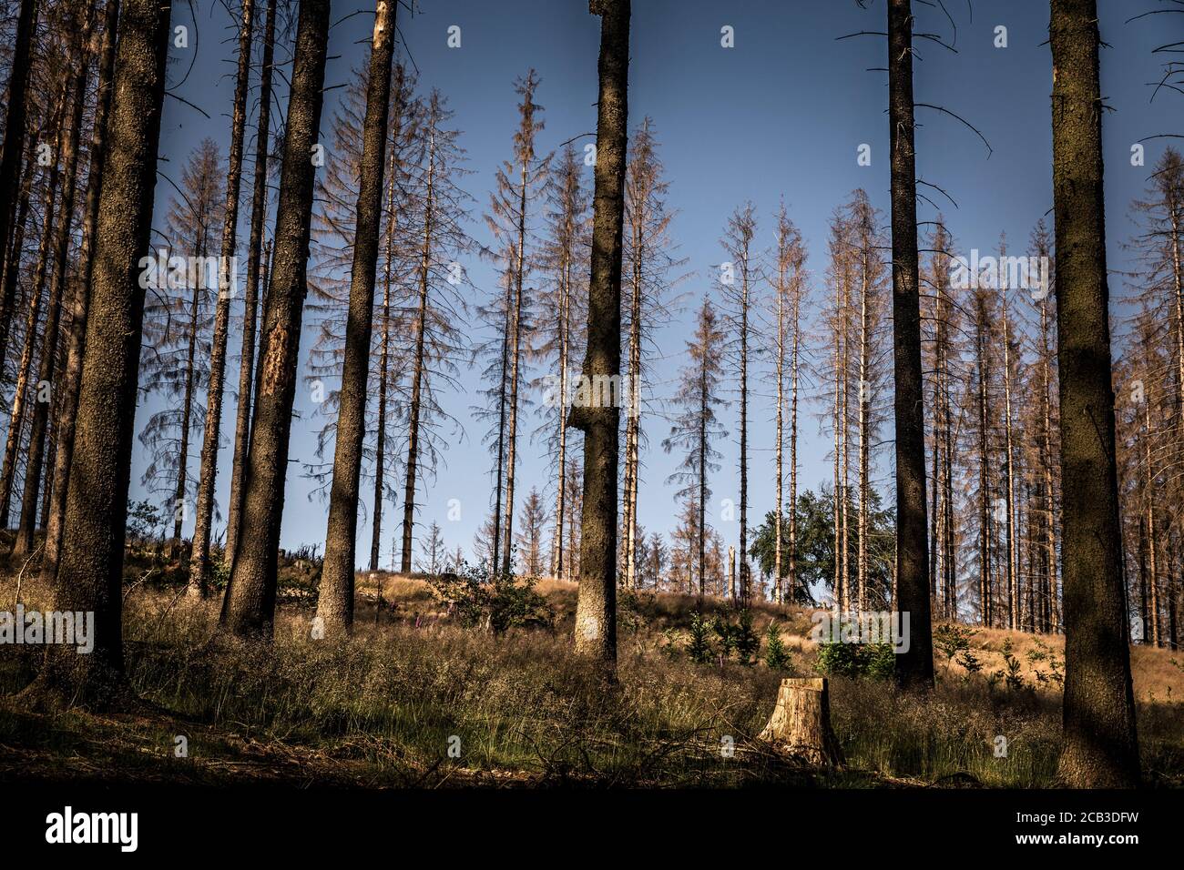 Waldstück im Sauerland. Ganze Fichtenwälder bei Lüdenscheid im Sauerland wurden durch den Rindenkäfer beschädigt und starben. Die befallenen Bäume müssen schnell abgeholzt werden, damit sich der Käfer nicht weiter ausbreiten kann, um andere geschwächte Bäume zu befallen. Die große Dürre in den Wäldern verursacht auch den Tod der Bäume. © Frank Schultze / Zeitenspiegel Stockfoto