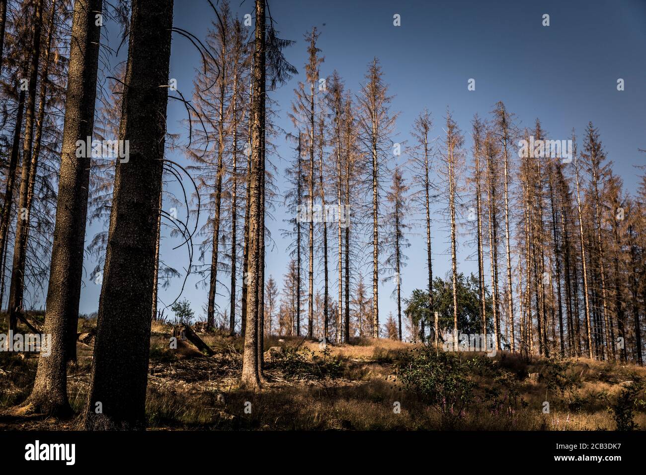 Waldstück im Sauerland. Ganze Fichtenwälder bei Lüdenscheid im Sauerland wurden durch den Rindenkäfer beschädigt und starben. Die befallenen Bäume müssen schnell abgeholzt werden, damit sich der Käfer nicht weiter ausbreiten kann, um andere geschwächte Bäume zu befallen. Die große Dürre in den Wäldern verursacht auch den Tod der Bäume. © Frank Schultze / Zeitenspiegel Stockfoto