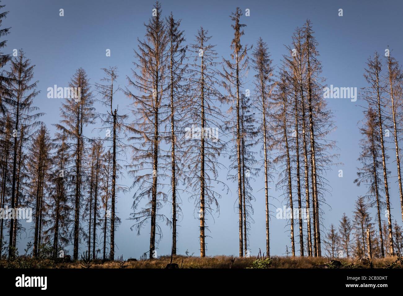 Waldstück im Sauerland. Ganze Fichtenwälder bei Lüdenscheid im Sauerland wurden durch den Rindenkäfer beschädigt und starben. Die befallenen Bäume müssen schnell abgeholzt werden, damit sich der Käfer nicht weiter ausbreiten kann, um andere geschwächte Bäume zu befallen. Die große Dürre in den Wäldern verursacht auch den Tod der Bäume. © Frank Schultze / Zeitenspiegel Stockfoto
