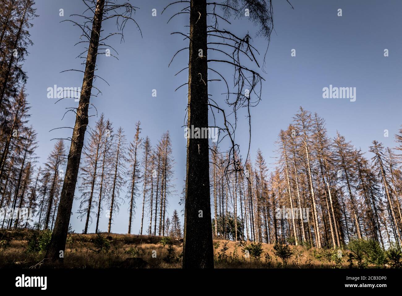 Waldstück im Sauerland. Ganze Fichtenwälder bei Lüdenscheid im Sauerland wurden durch den Rindenkäfer beschädigt und starben. Die befallenen Bäume müssen schnell abgeholzt werden, damit sich der Käfer nicht weiter ausbreiten kann, um andere geschwächte Bäume zu befallen. Die große Dürre in den Wäldern verursacht auch den Tod der Bäume. © Frank Schultze / Zeitenspiegel Stockfoto