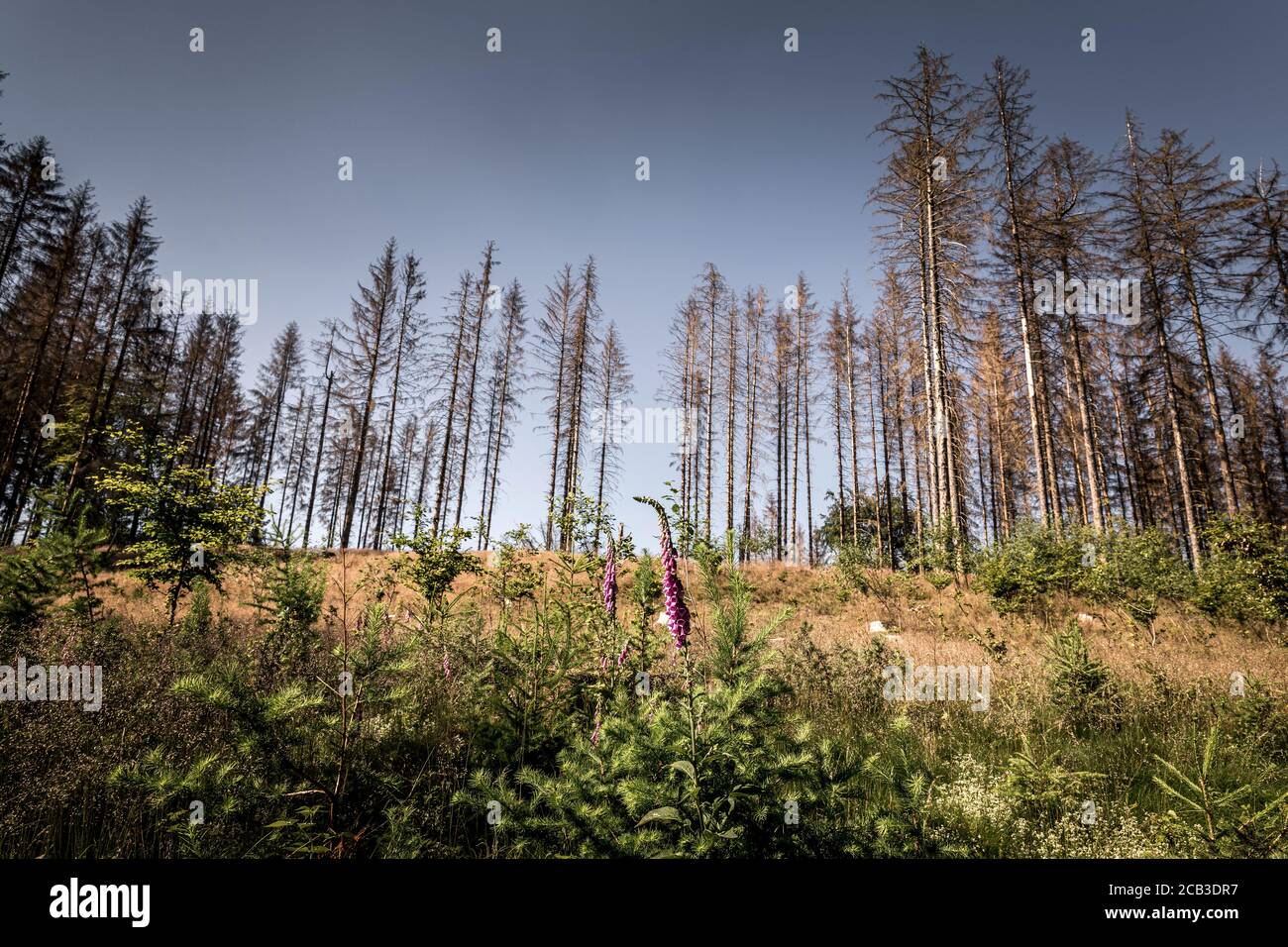 Waldstück im Sauerland. Ganze Fichtenwälder bei Lüdenscheid im Sauerland wurden durch den Rindenkäfer beschädigt und starben. Die befallenen Bäume müssen schnell abgeholzt werden, damit sich der Käfer nicht weiter ausbreiten kann, um andere geschwächte Bäume zu befallen. Die große Dürre in den Wäldern verursacht auch den Tod der Bäume. © Frank Schultze / Zeitenspiegel Stockfoto