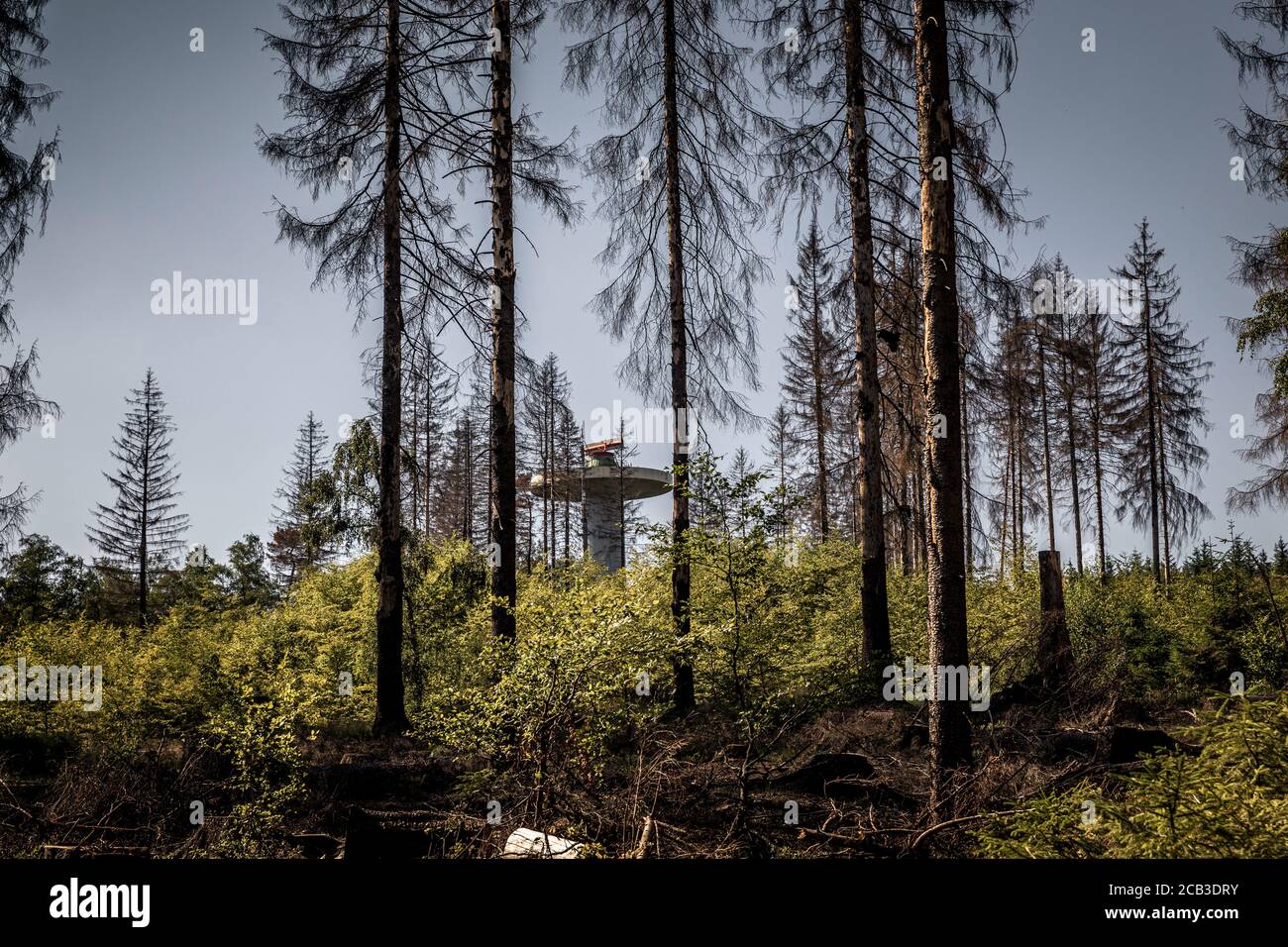 Waldstück im Sauerland. Ganze Fichtenwälder bei Lüdenscheid im Sauerland wurden durch den Rindenkäfer beschädigt und starben. Die befallenen Bäume müssen schnell abgeholzt werden, damit sich der Käfer nicht weiter ausbreiten kann, um andere geschwächte Bäume zu befallen. Die große Dürre in den Wäldern verursacht auch den Tod der Bäume. © Frank Schultze / Zeitenspiegel Stockfoto