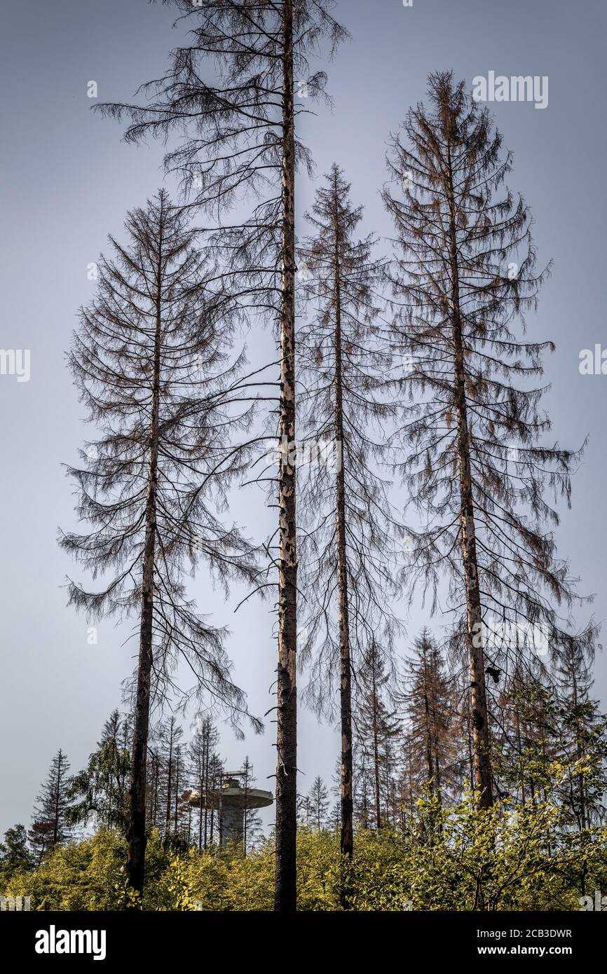 Waldstück im Sauerland. Ganze Fichtenwälder bei Lüdenscheid im Sauerland wurden durch den Rindenkäfer beschädigt und starben. Die befallenen Bäume müssen schnell abgeholzt werden, damit sich der Käfer nicht weiter ausbreiten kann, um andere geschwächte Bäume zu befallen. Die große Dürre in den Wäldern verursacht auch den Tod der Bäume. © Frank Schultze / Zeitenspiegel Stockfoto
