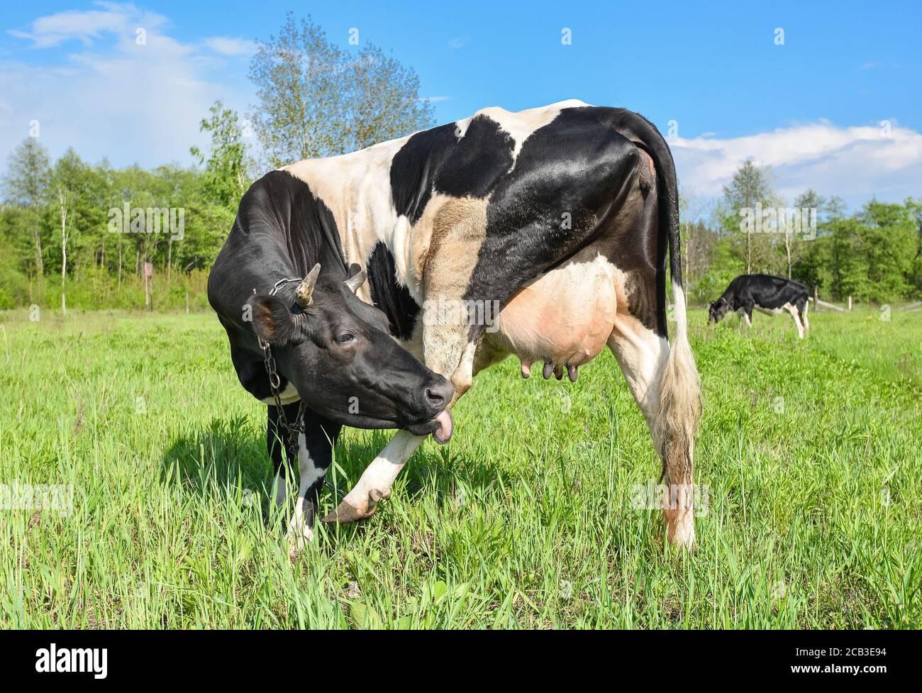 Kuh grasen auf dem Bauernhof und Blick in die Kamera. Schwarze und weiße junge Kuh, die auf einer Weide grast. Stockfoto