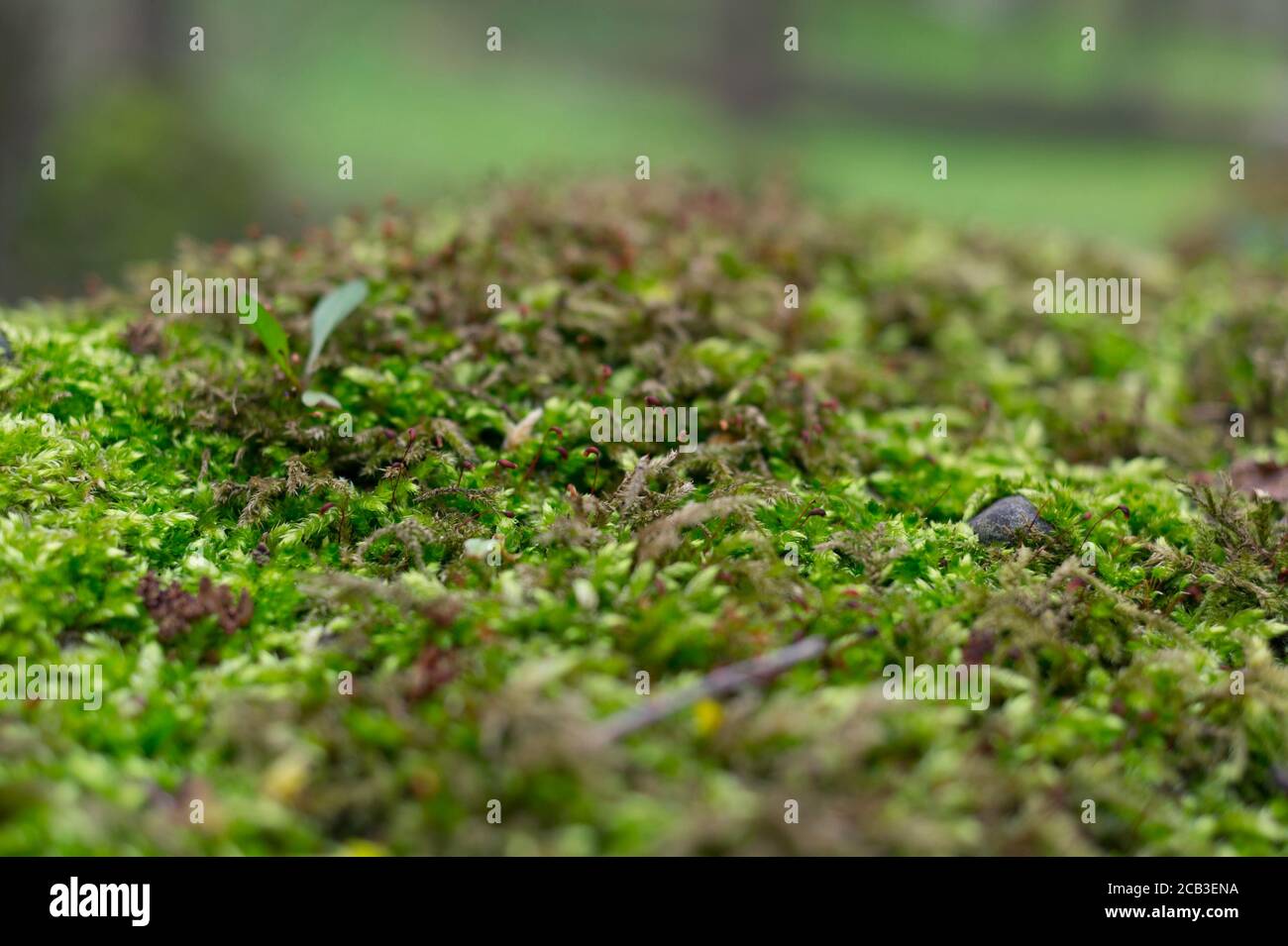 Natürliche Details - Moos. Makrodetail der frischen grünen Pflanze und Vegetation auf Waldland Stockfoto
