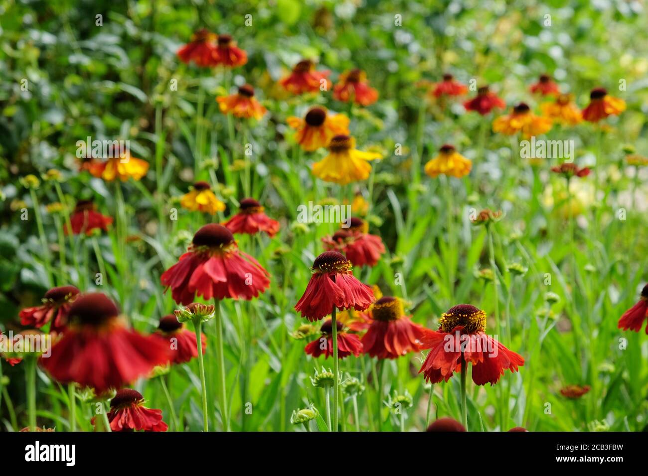 Helenium 'Moerheim Beauty' niesen in der Blüte während der Sommermonate Stockfoto