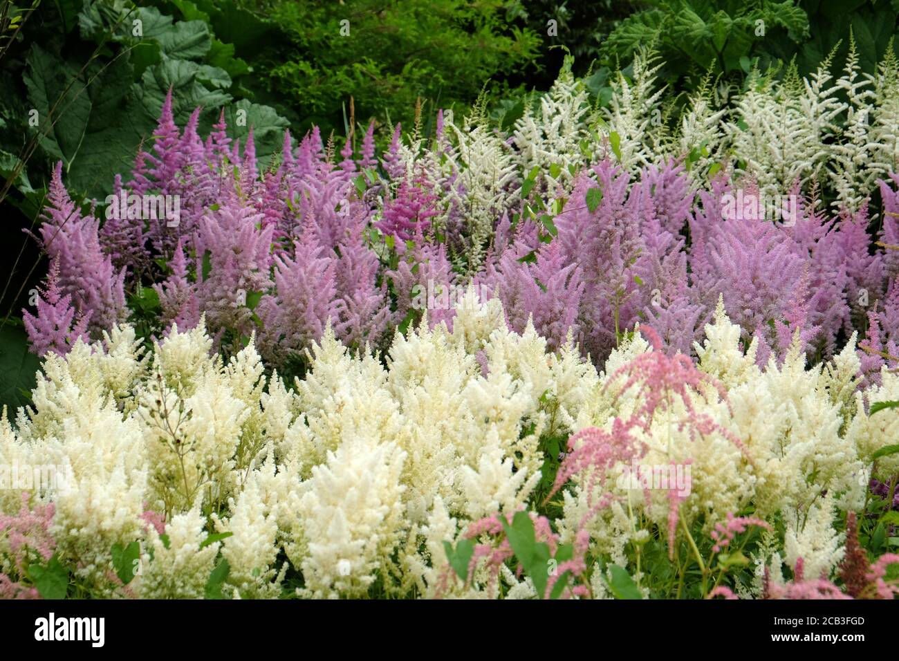 Weißer Astilbe 'Falscher Buck's Bart' in Blüte während des Sommers Monate Stockfoto