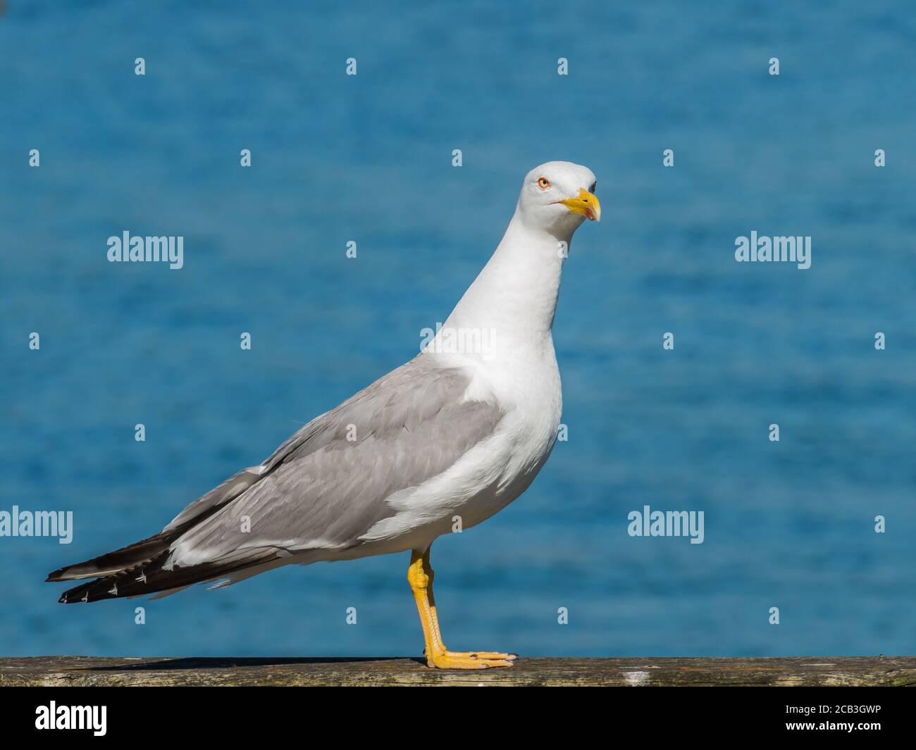 Larus michahellis oder Möwe gelbbeinig auf Holz thront Und unfokussierter Meereshintergrund Stockfoto