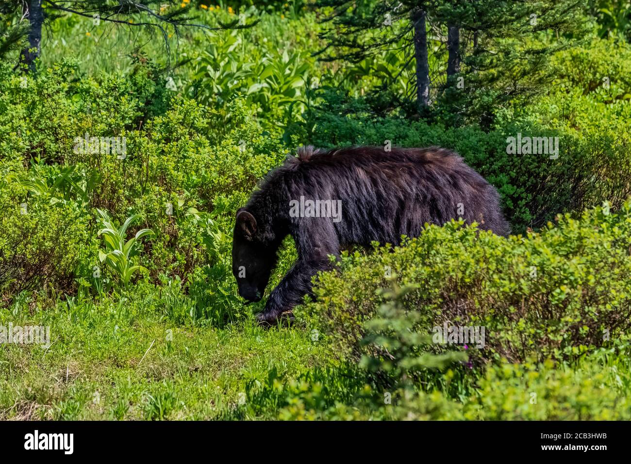 Amerikanischer Schwarzbär, Ursus americanus, Fütterung von Grey's Lovage, Ligusticum greyi, im Juli auf dem Weg durch die Wiesen des Paradieses, Mount Rainier Stockfoto