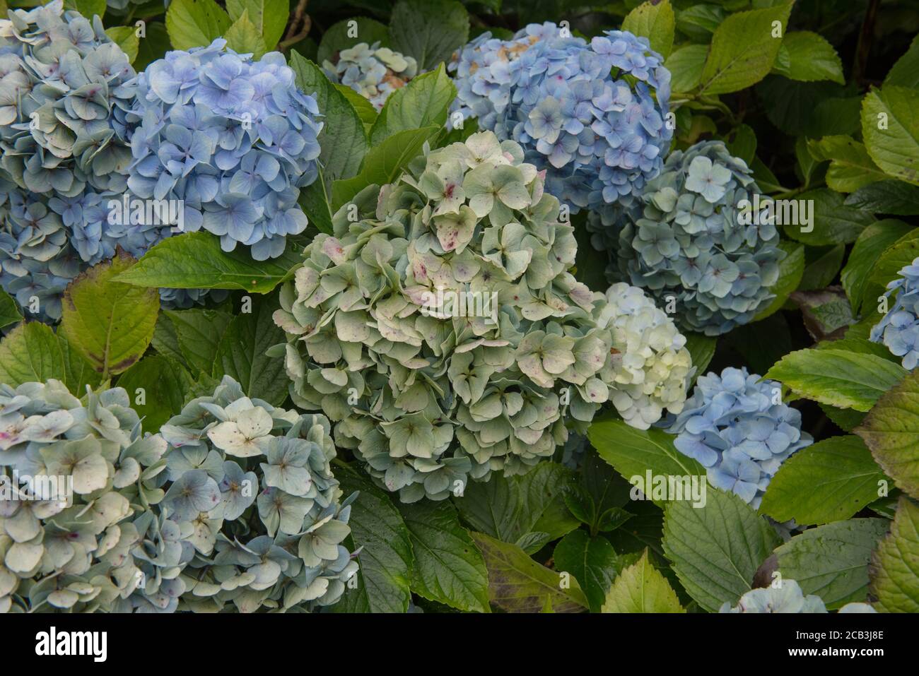 Hintergrund oder Textur der Sommer blühende blaue MOPHEAD Hydrangea (Hydrangea macrophylla 'Musseline') in einem Waldgarten in Rural Devon, England, UK Stockfoto