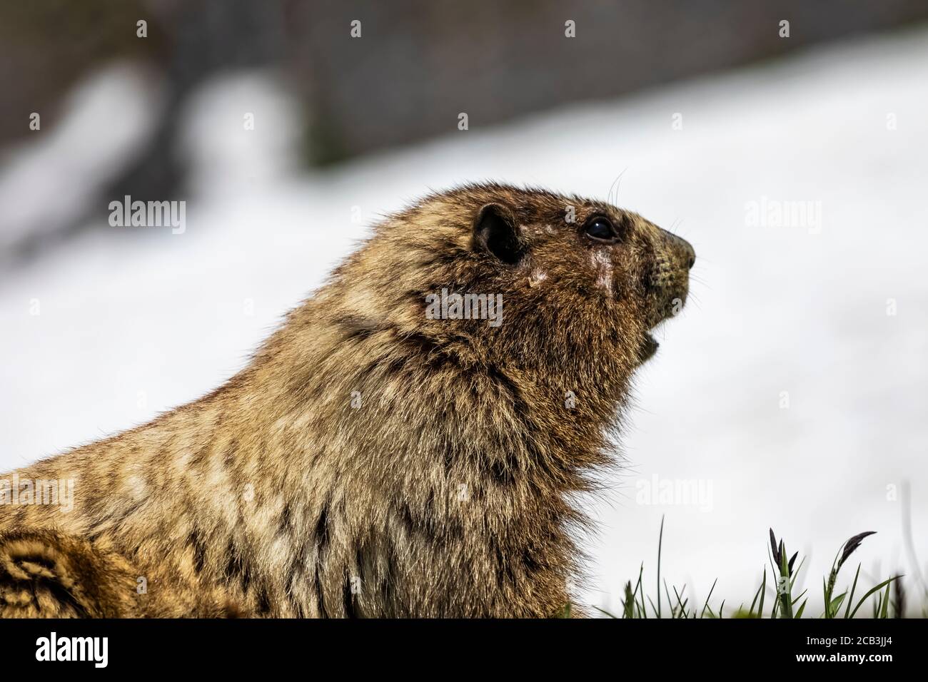 Hoary Marmot, Marmota caligata, auf einer subalpinen Wiese im Paradise im Juli, Mount Rainier National Park, Washington State, USA Stockfoto