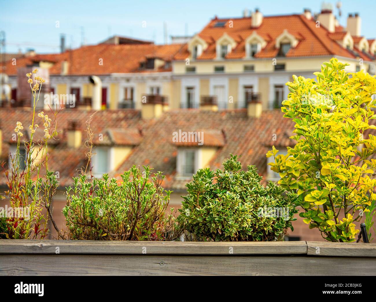 Blumen und Pflanzen auf dem Hintergrund eines Hauses mit Dachziegel. Natur Hintergrund Stockfoto