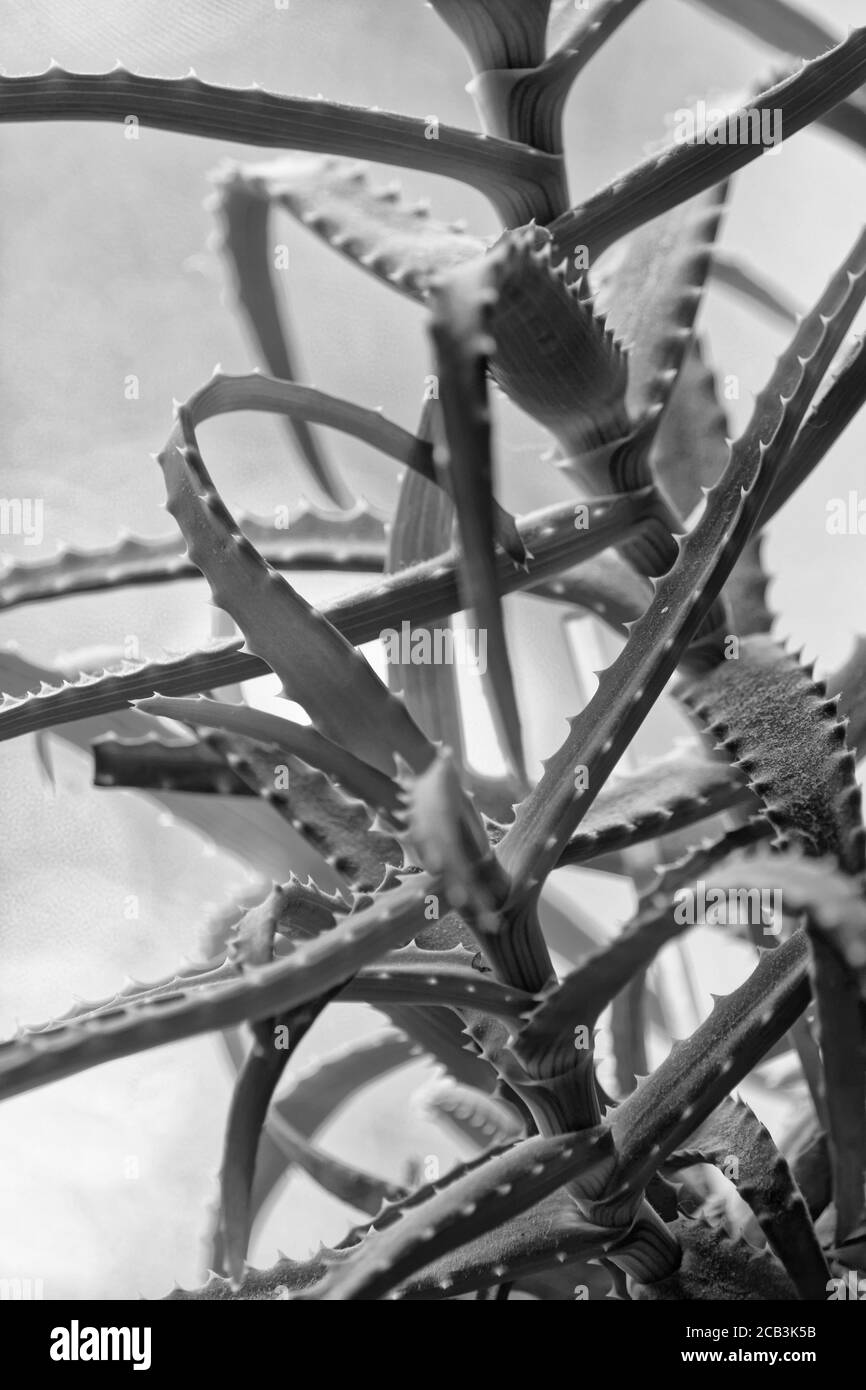 Foto Aloe, Aloe arborescens Stockfoto