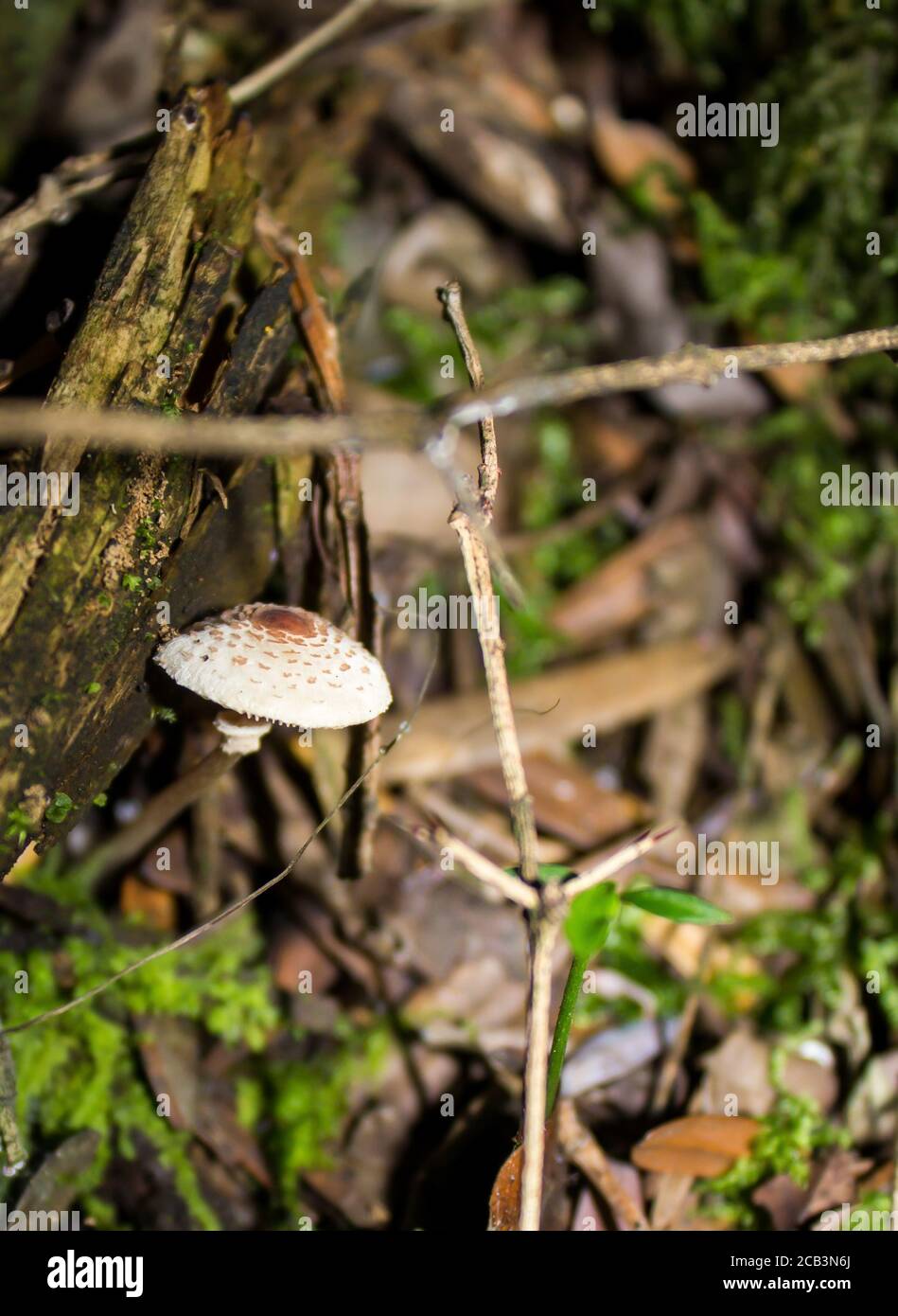 Ein kleiner Pilz, der im Unterholz in einer bewaldeten Schlucht im Drakensberg wächst Stockfoto