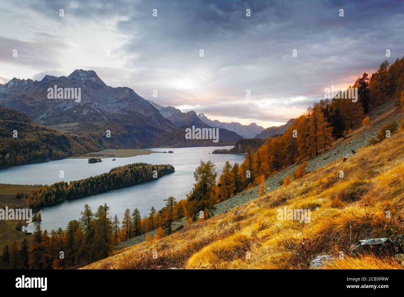 Herrliche Aussicht auf den Herbstsee Sils (Silsersee) in den Schweizer Alpen. Farbenfroher Wald mit oranger Lärche. Schweiz, Region Maloja, Oberengadin. Landschaftsfotografie Stockfoto