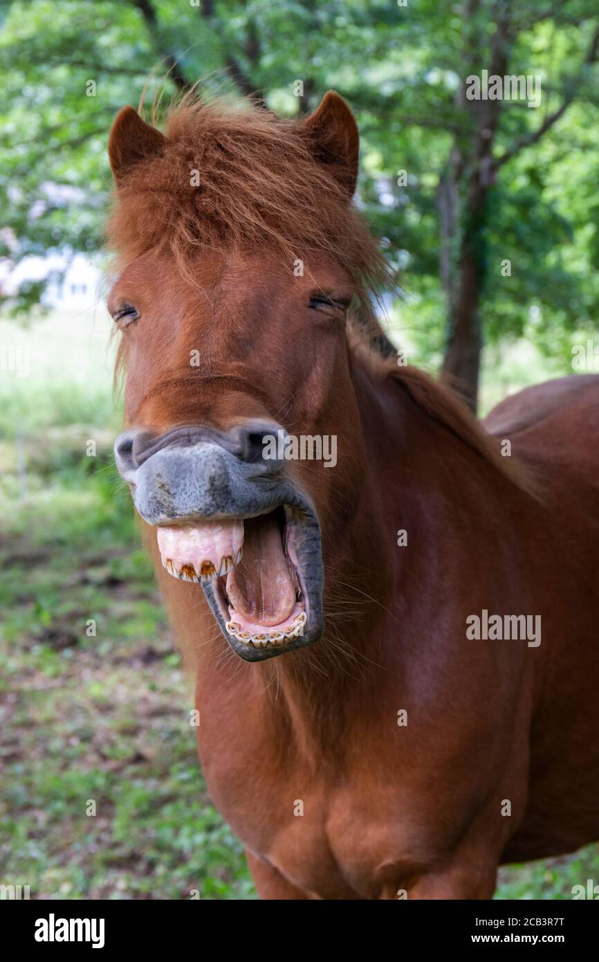 Lustige Pferd Nahaufnahme Stockfoto