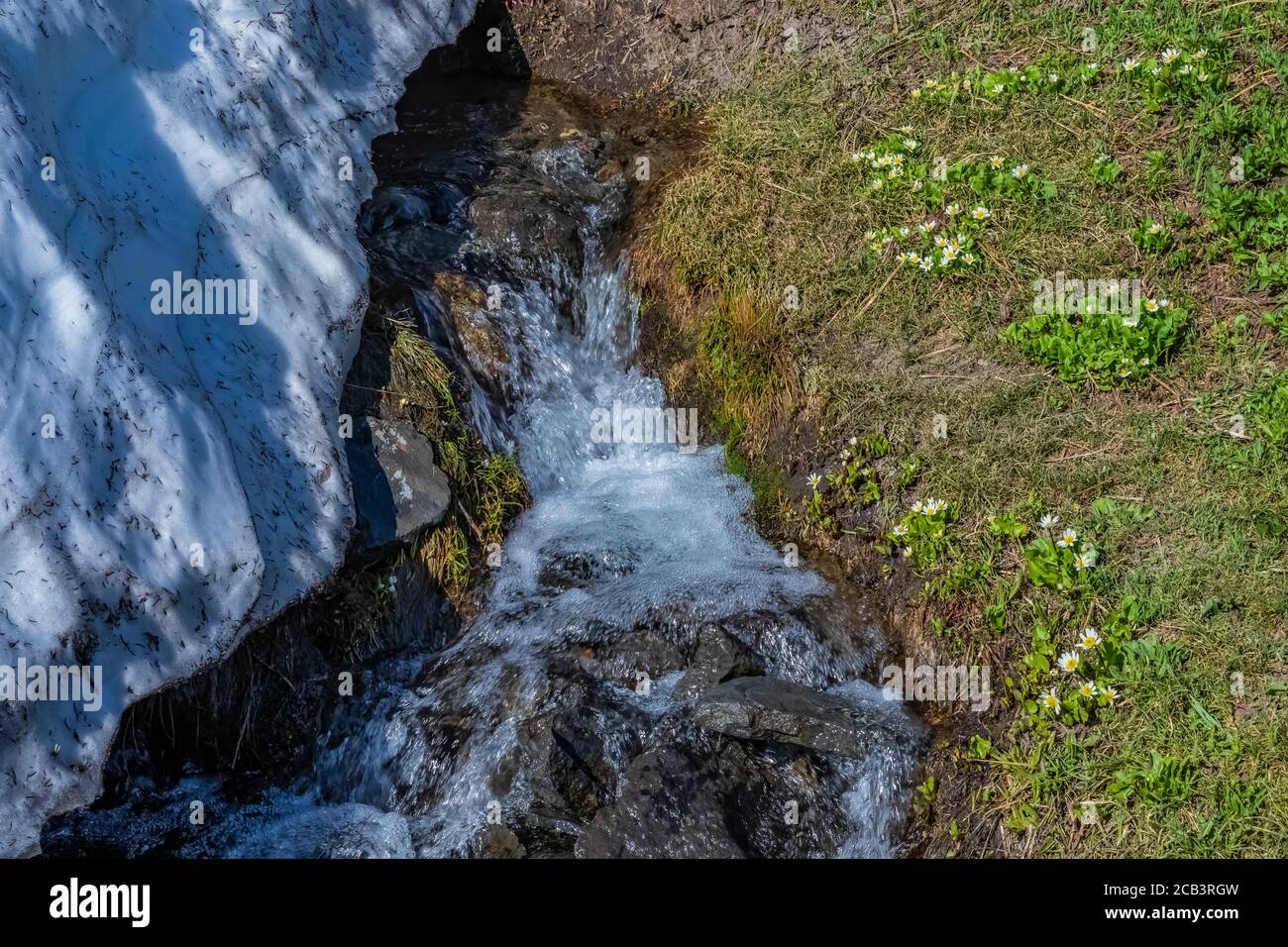 Elkslip, Caltha leptosepala, blüht neben einer Schneebank und Bach im Juli, Paradise Meadows of Mount Rainier National Park, Washington State, USA Stockfoto