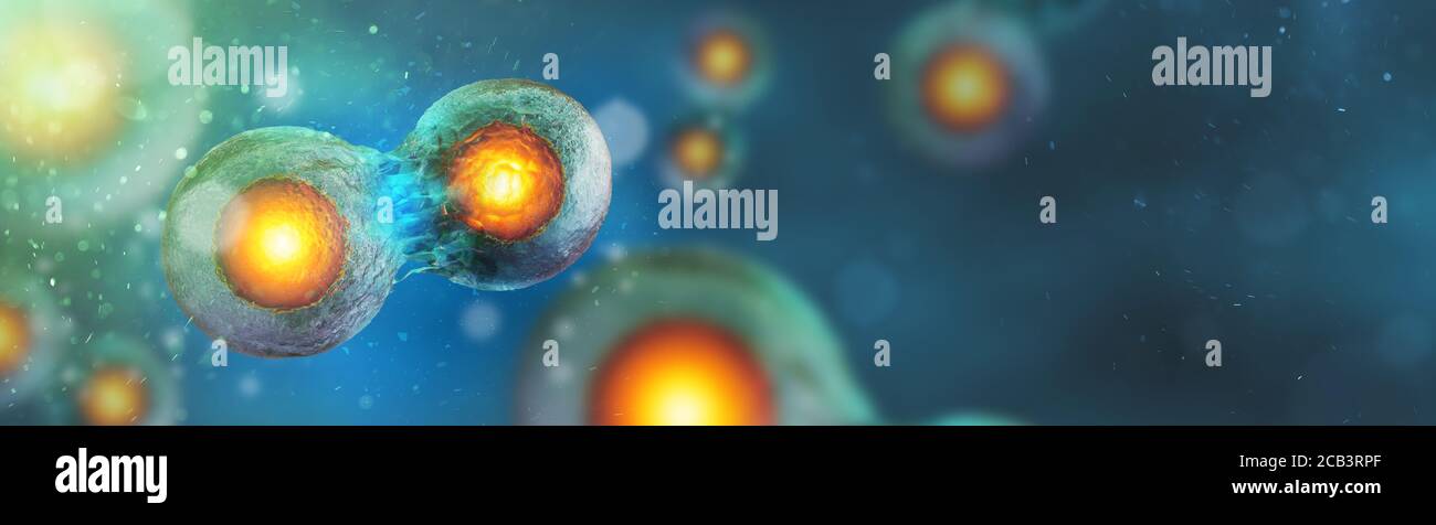 Zellembryo, Mitose unter dem Mikroskop. Zellen Hintergrund mit Copy Space (3d Mikrobiologie Render Banner) Stockfoto