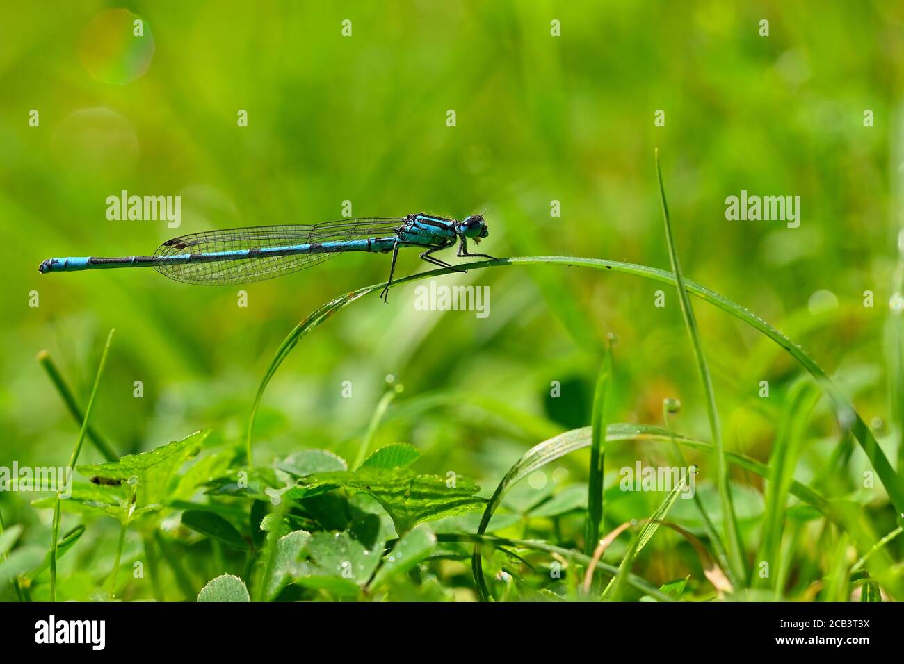 Schöne Libelle. Makroaufnahme der Natur. Libellula Depressa. Insekten in der Nähe. Stockfoto