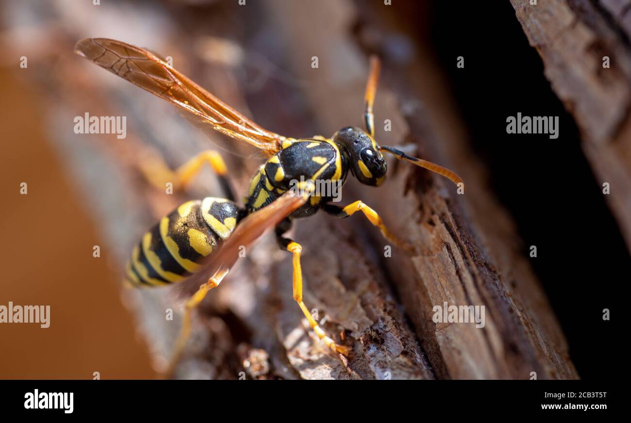 Nahaufnahme einer Wespe auf Insektenhotel Stockfoto