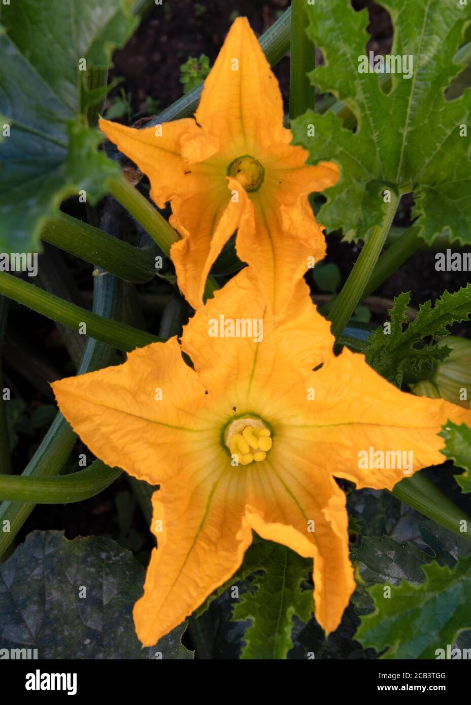 Ein Paar von tiefgelben Bio-Zucchini Blume wächst mit grün Laub wächst auf einer Zuteilung Raum für Text-Overlay und Speicherplatz kopieren Stockfoto