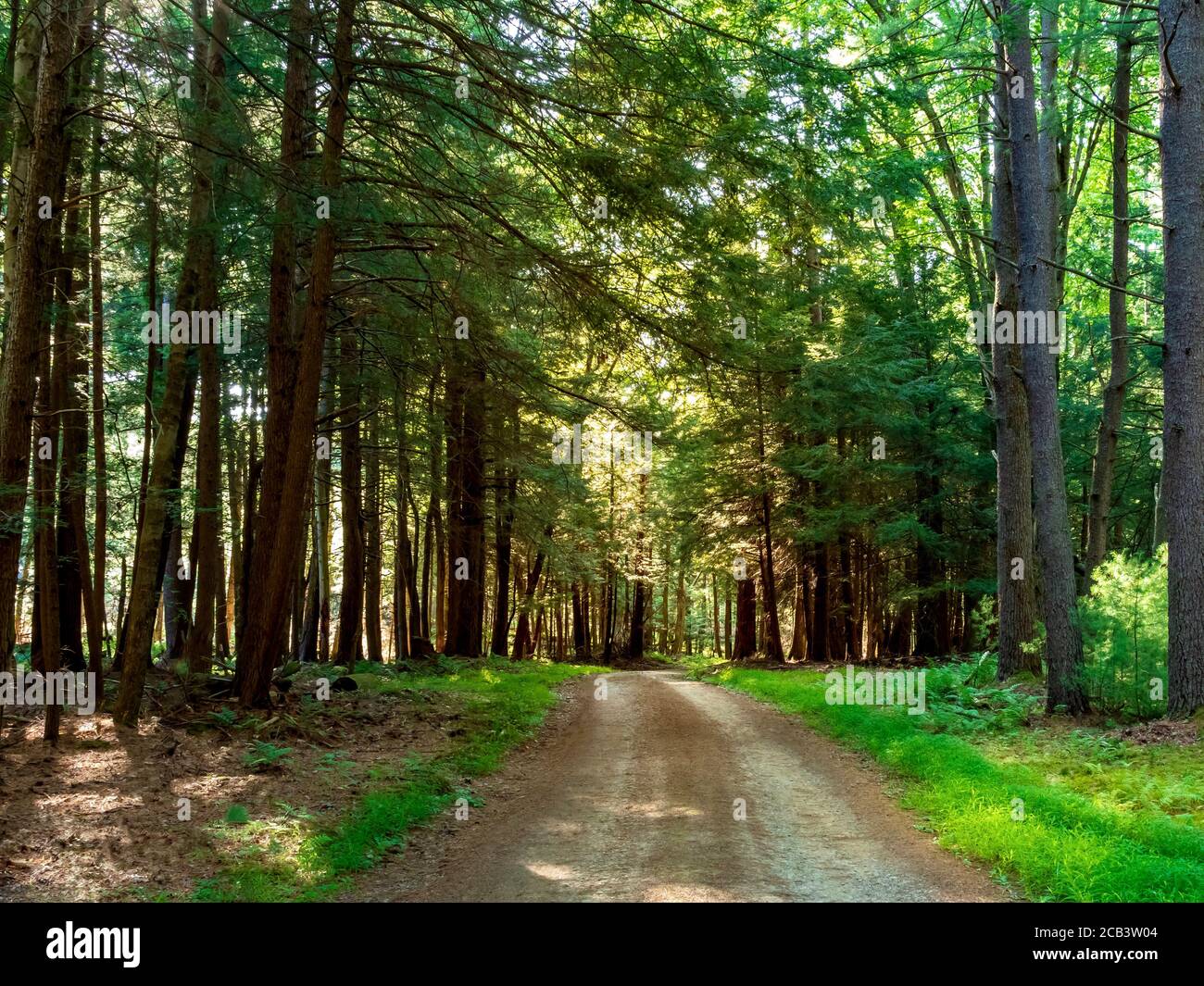 Unbefestigte Straße, die tief in den von Bäumen gesäumten Wald am Cooks Forest State Park in der Nähe des Allegheny National Forest von Pennsylvania führt. Landschaftsaufnahme in n Stockfoto