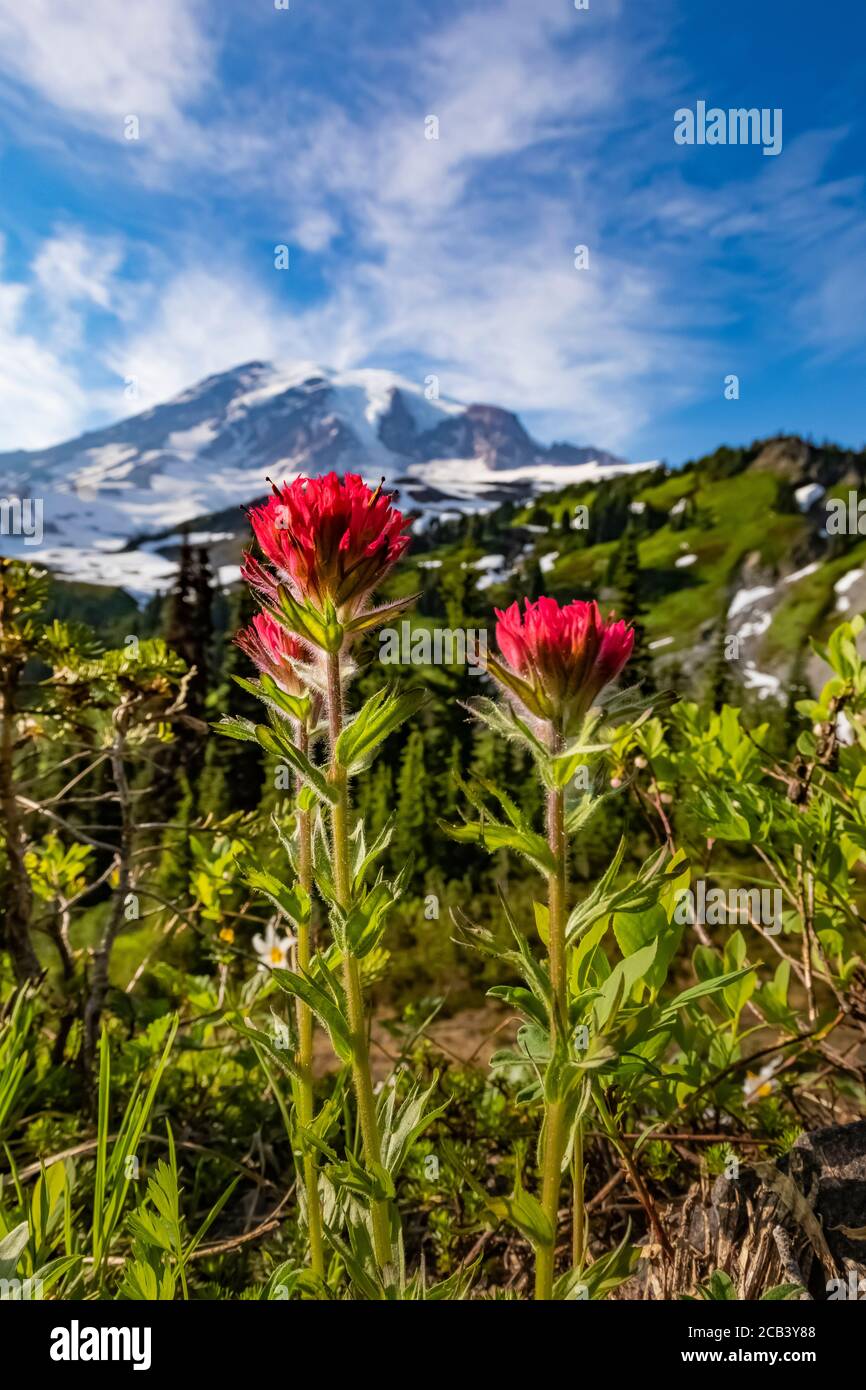 Castilleja parviflora, kleinblühiger Pinsel, blühend in der Nähe von Paradise im Juli, Mount Rainier National Park, Washington State, USA Stockfoto